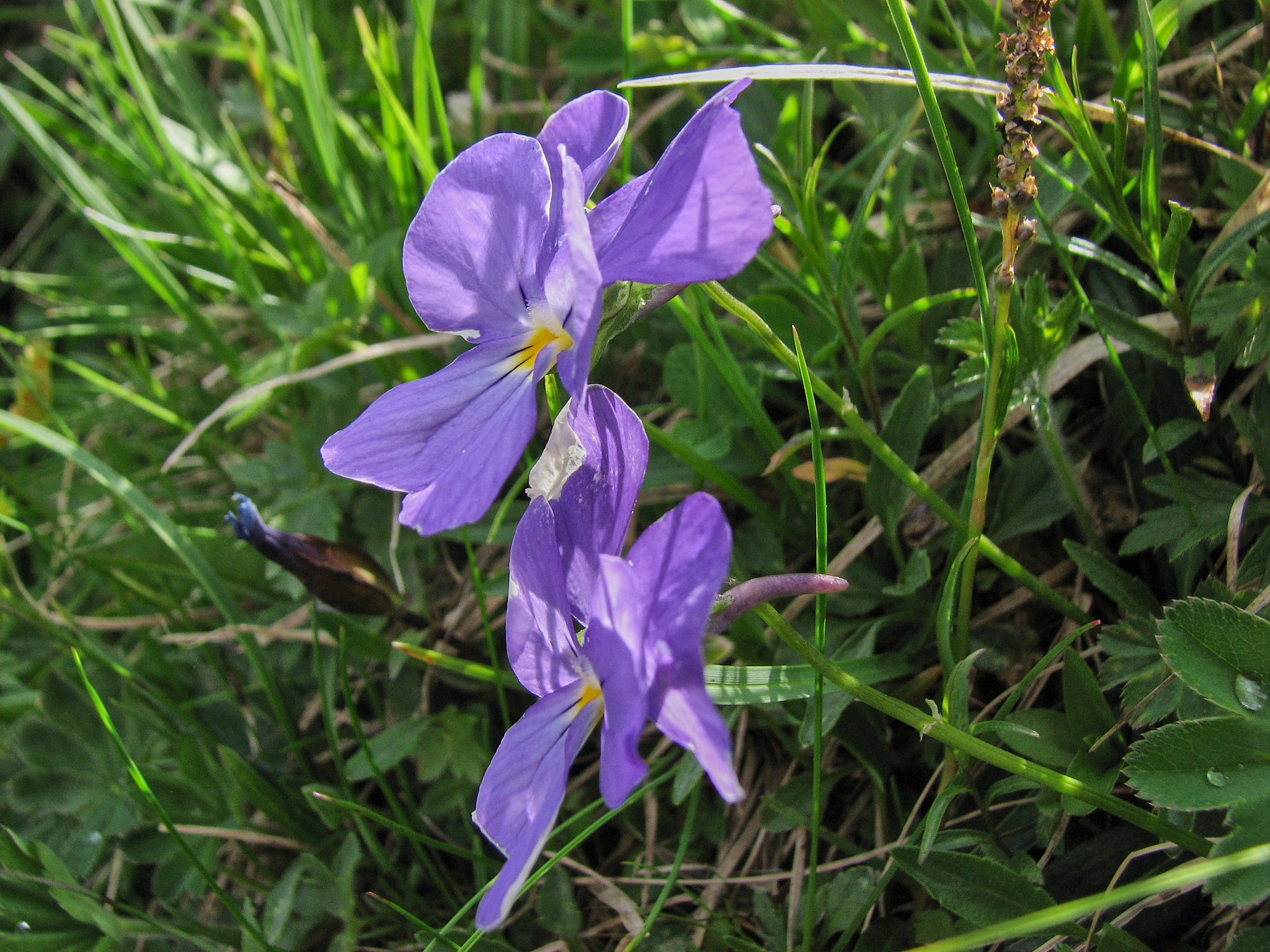 Sporrviol (<em>Viola calcarata</em>)