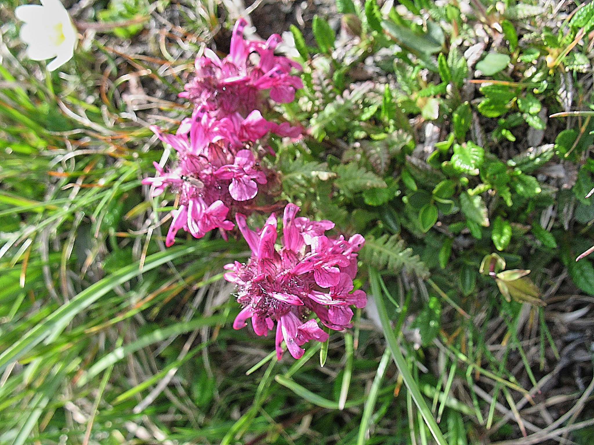 <em>Pedicularis kerneri</em>