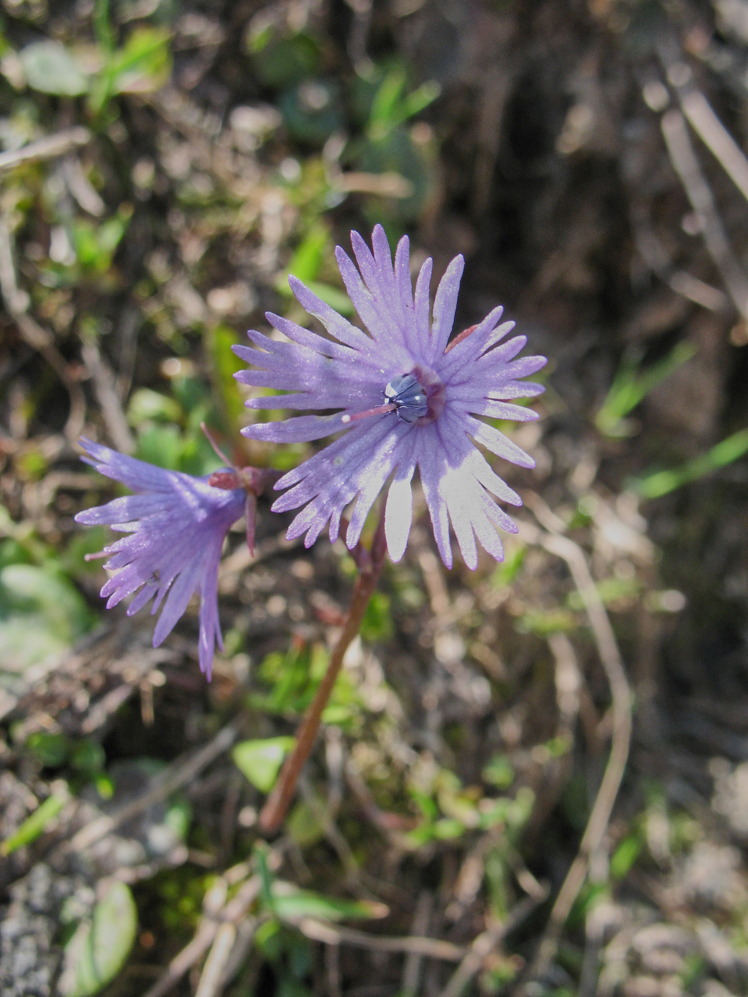 Alpklocka (<em>Soldanella alpina</em>)