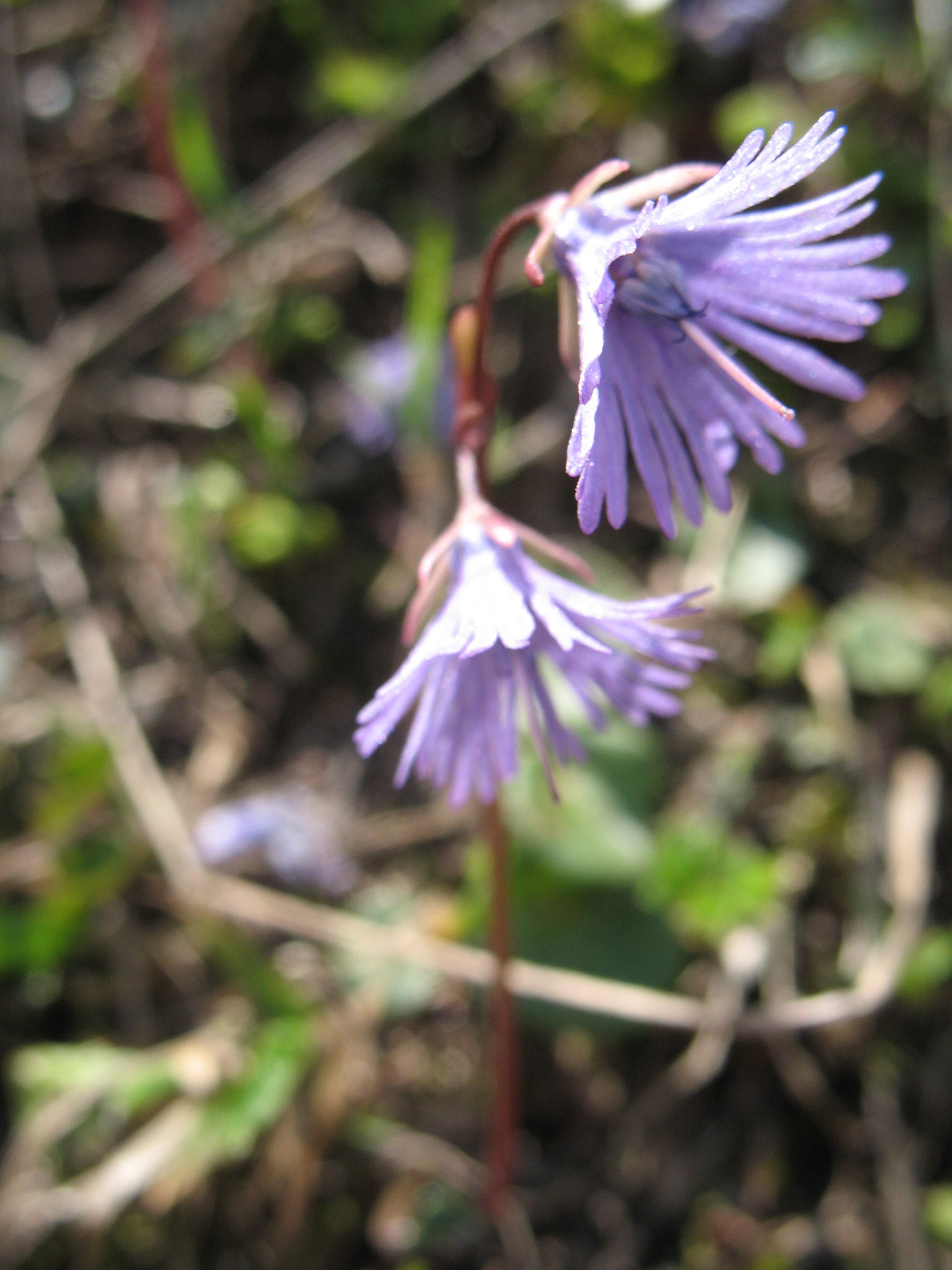 Alpklocka (<em>Soldanella alpina</em>)