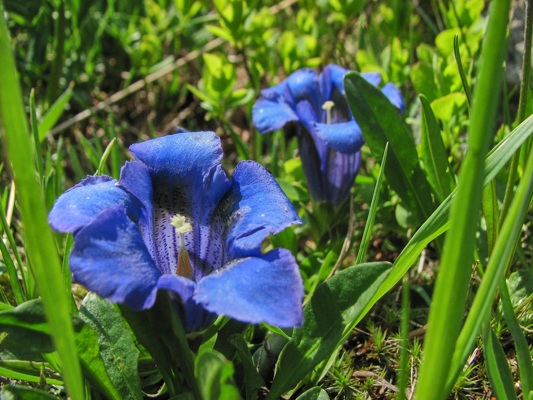 Alpgentiana (<em>Gentiana acaulis</em>)