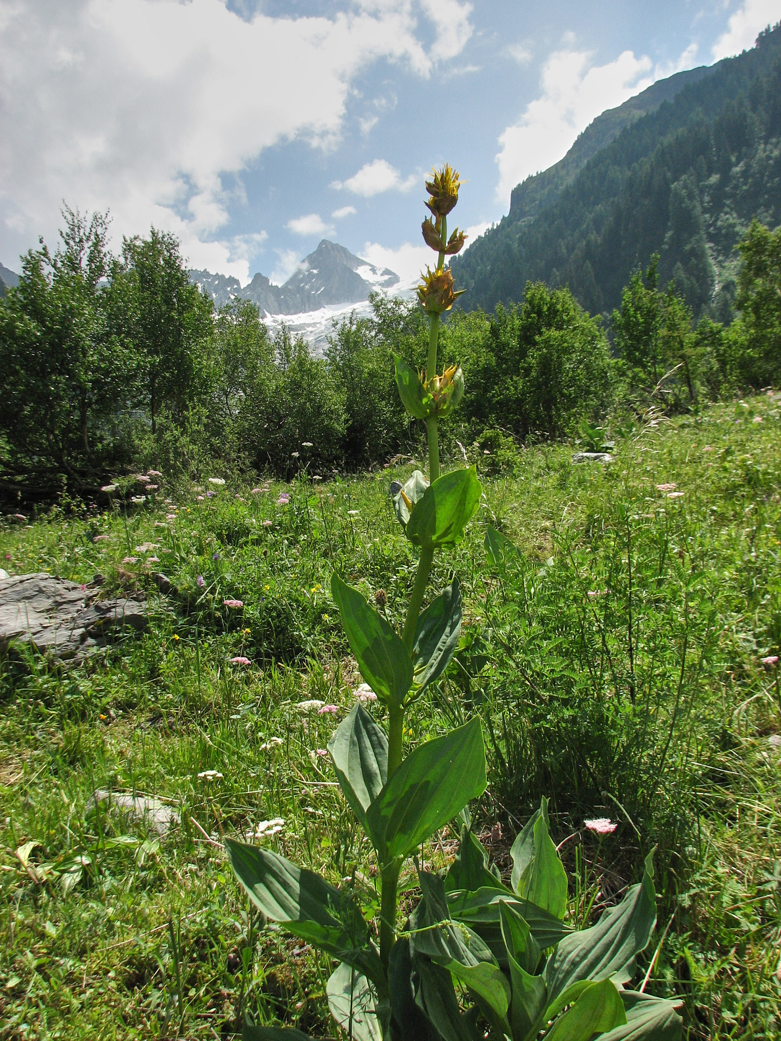 Gullgentiana (<em>Gentiana lutea</em>)