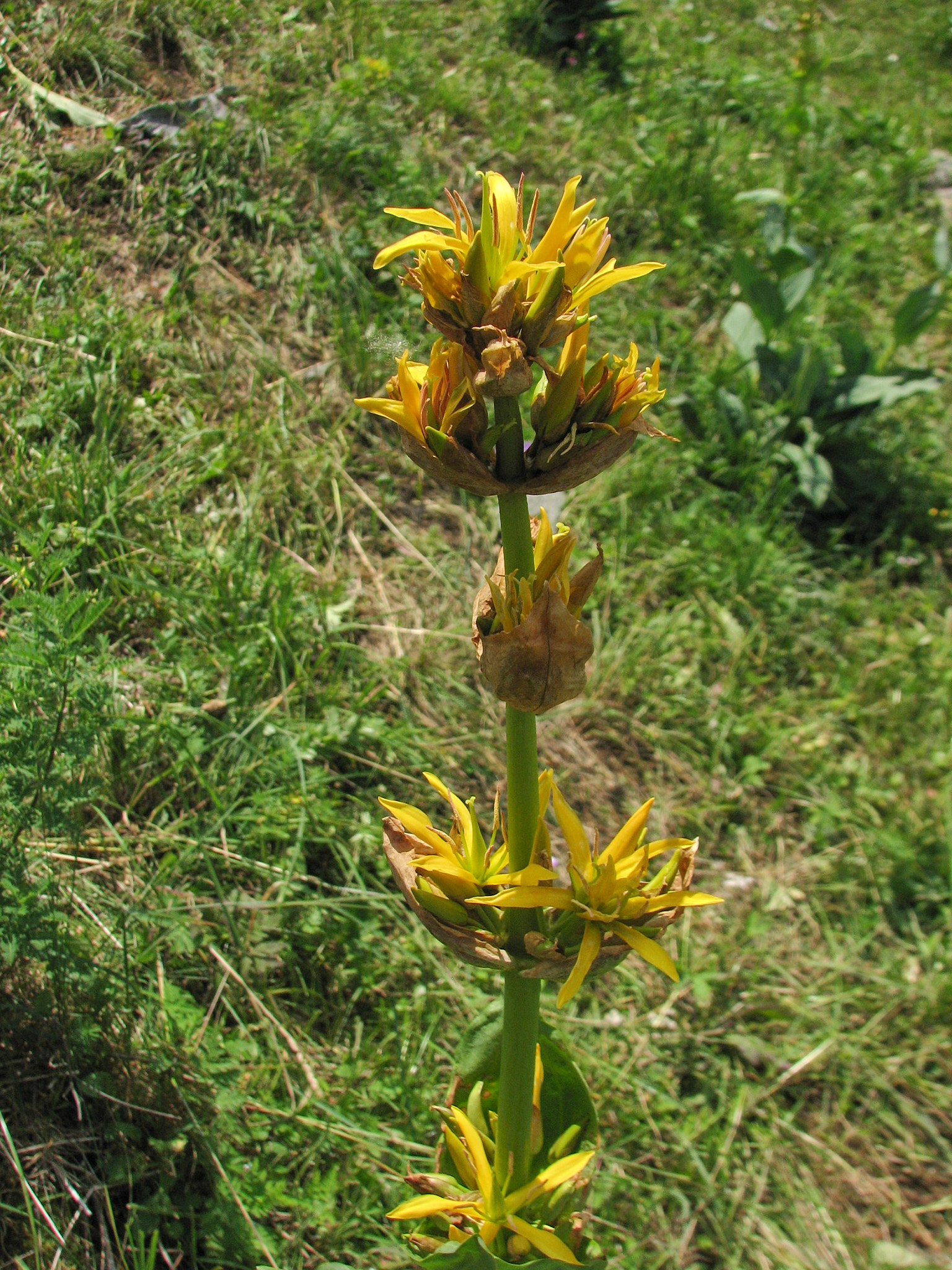 Gullgentiana (<em>Gentiana lutea</em>)