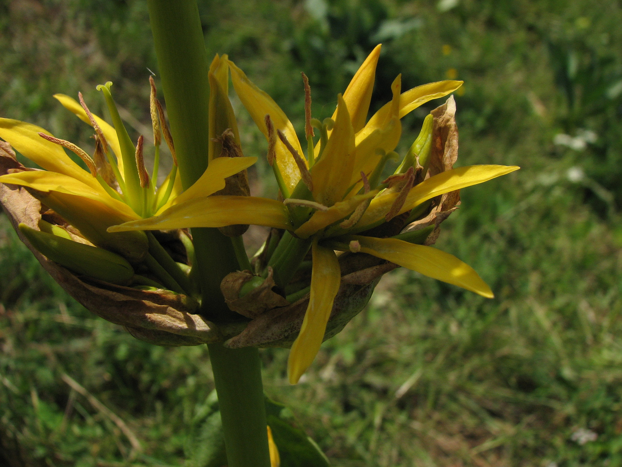 Gullgentiana (<em>Gentiana lutea</em>)