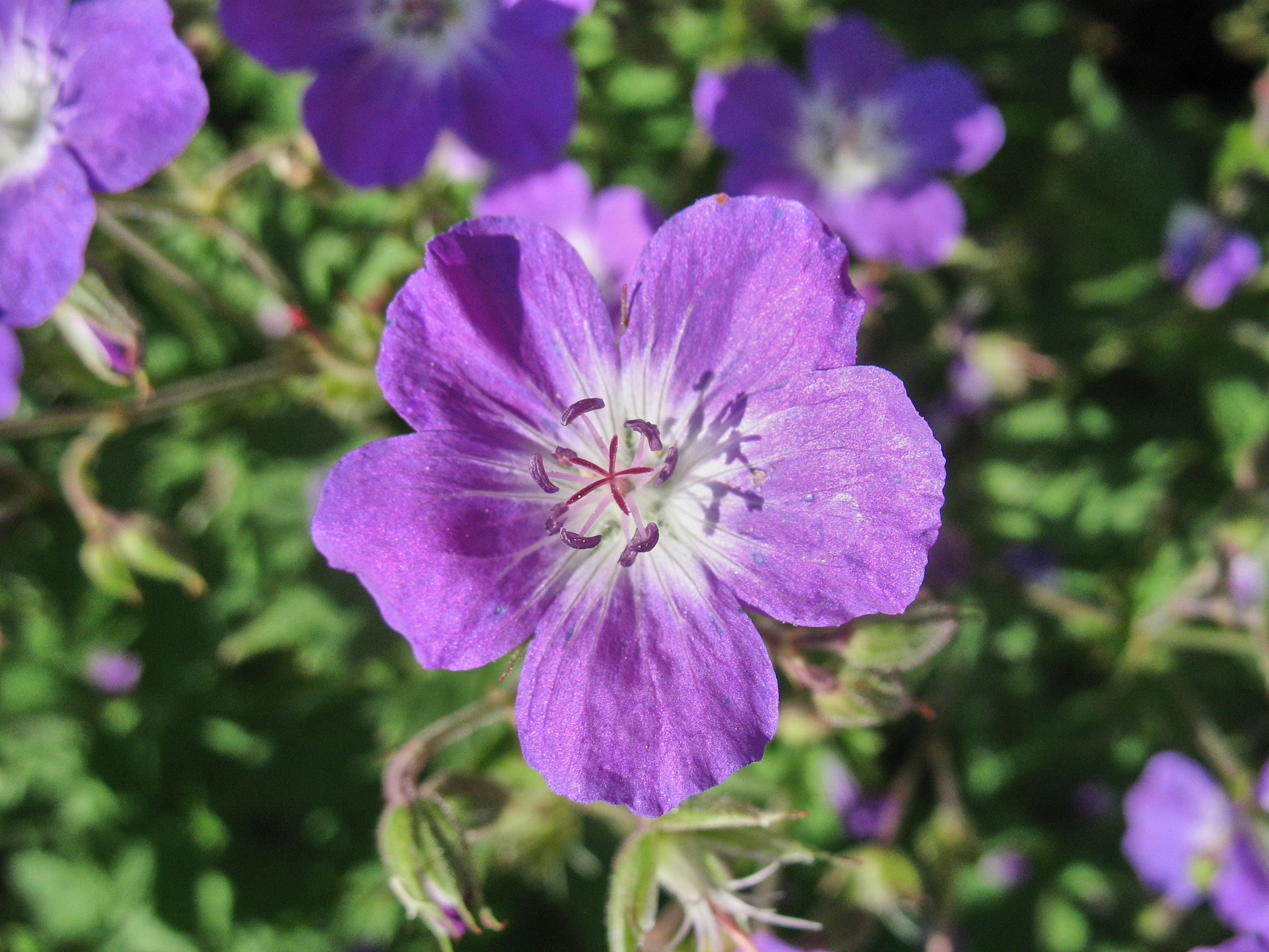 Midsommarblomster (<em>Geranium sylvaticum</em>)