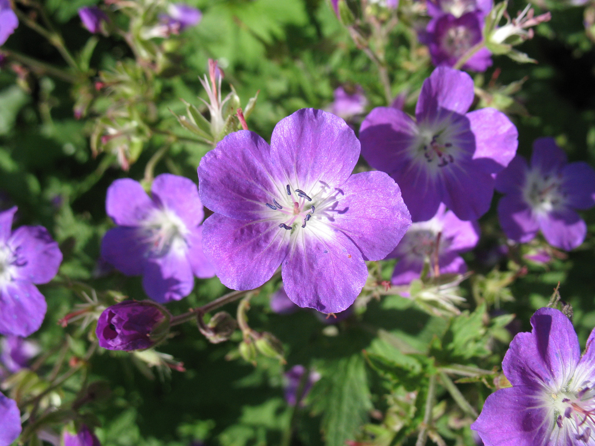 Midsommarblomster (<em>Geranium sylvaticum</em>)