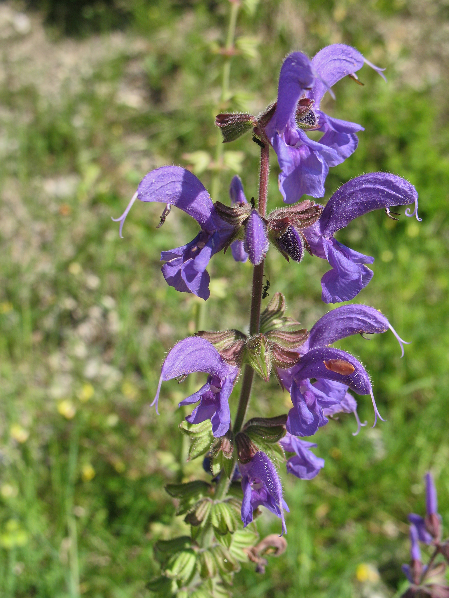 Ängssalvia (<em>Salvia pratensis</em>)