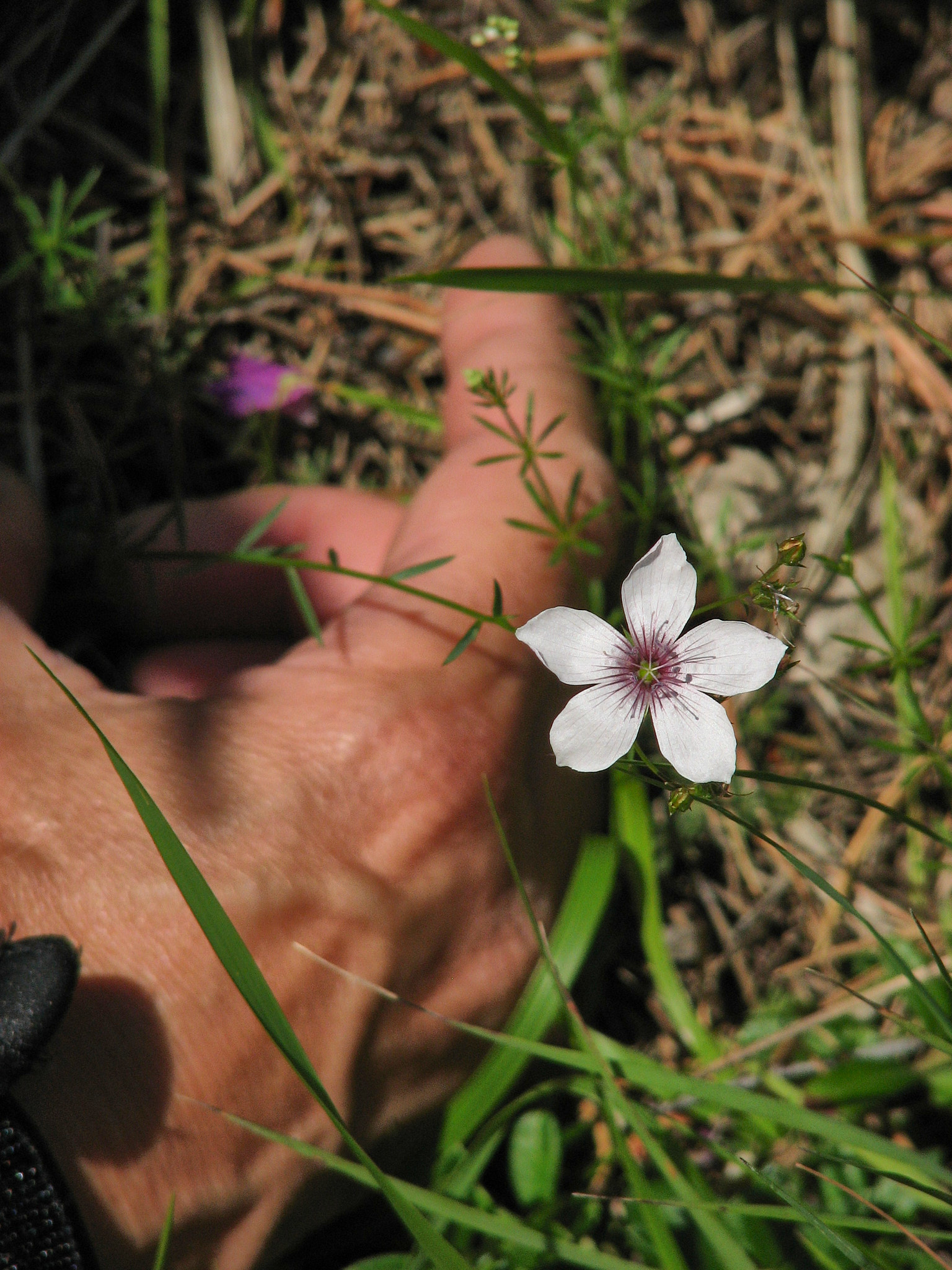 Barrlin (<em>Linum tenuifolium</em>)