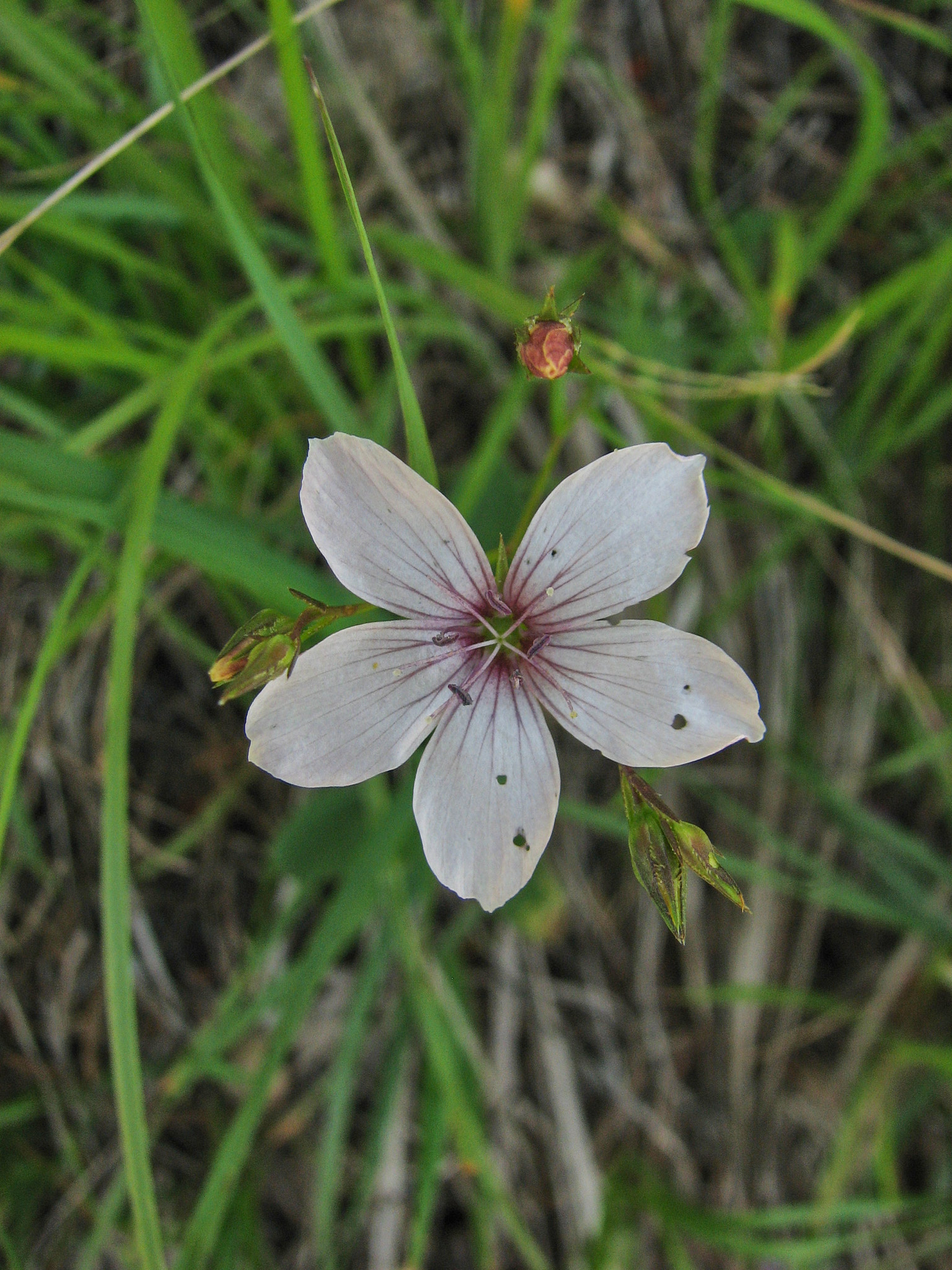 Barrlin (<em>Linum tenuifolium</em>)