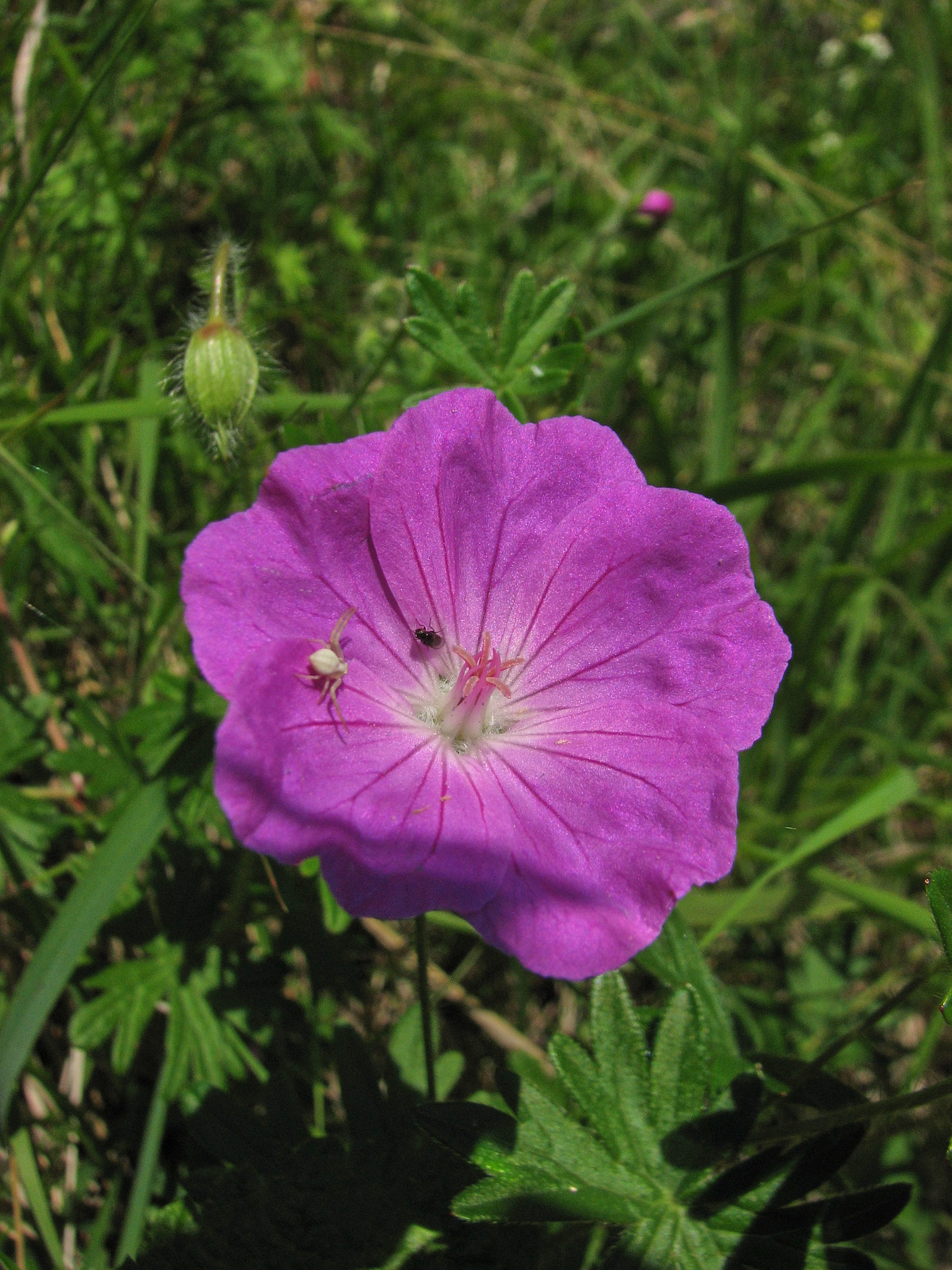 Blodnäva (<em>Geranium sanguineum</em>)