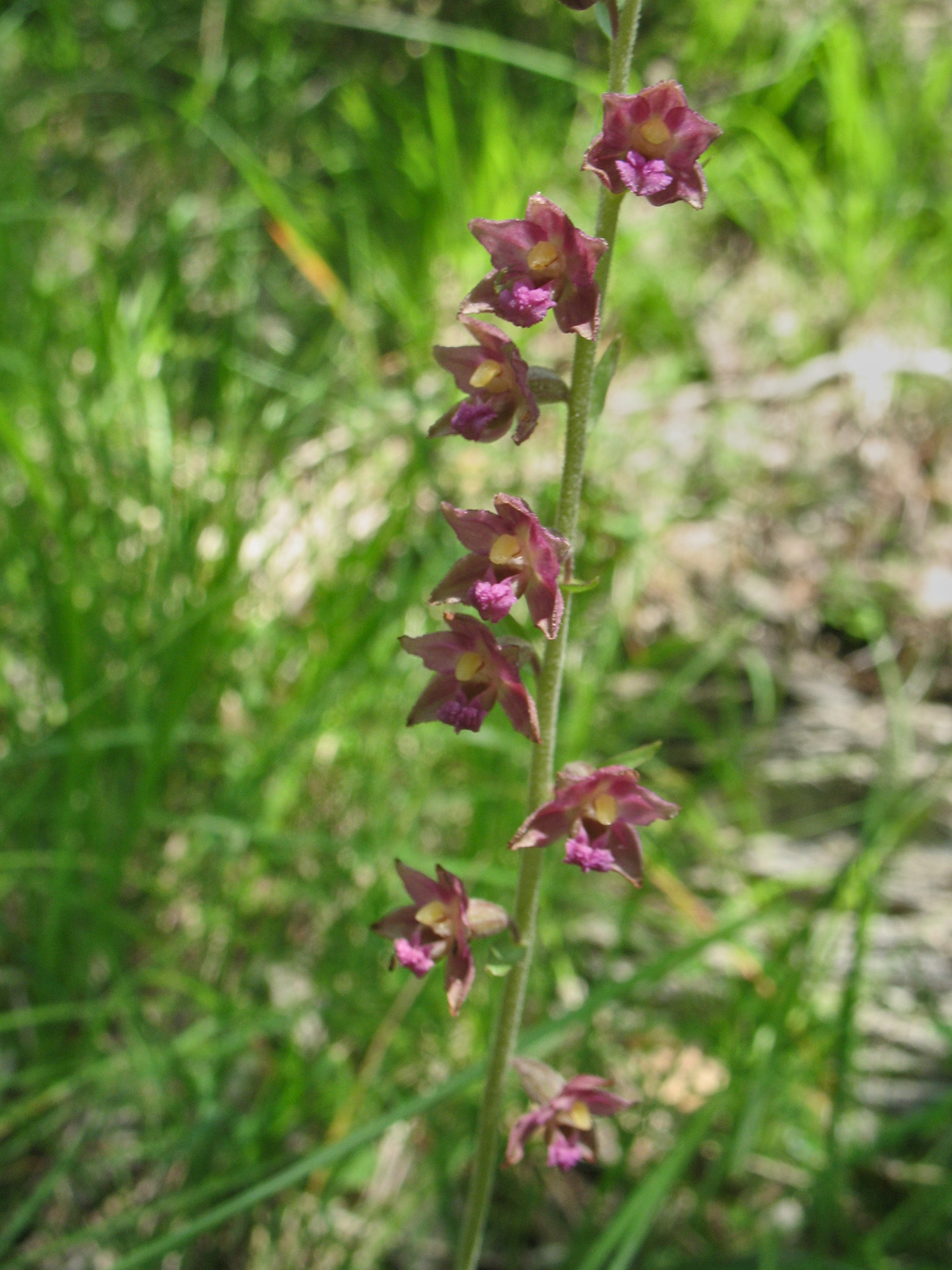 Purpurknipprot (<em>Epipactis atrorubens</em>)