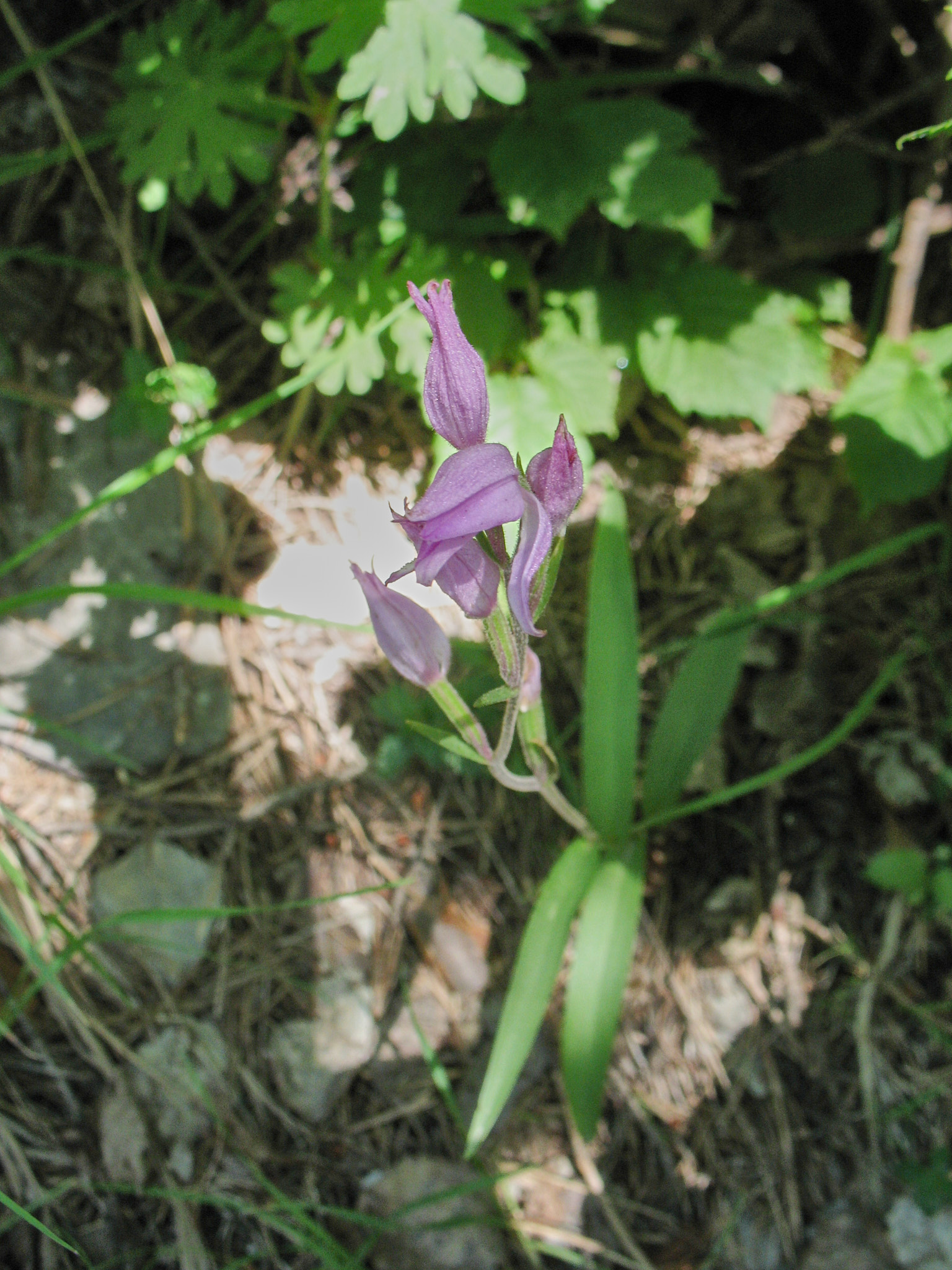 Rödsyssla (<em>Cephalanthera rubra</em>)