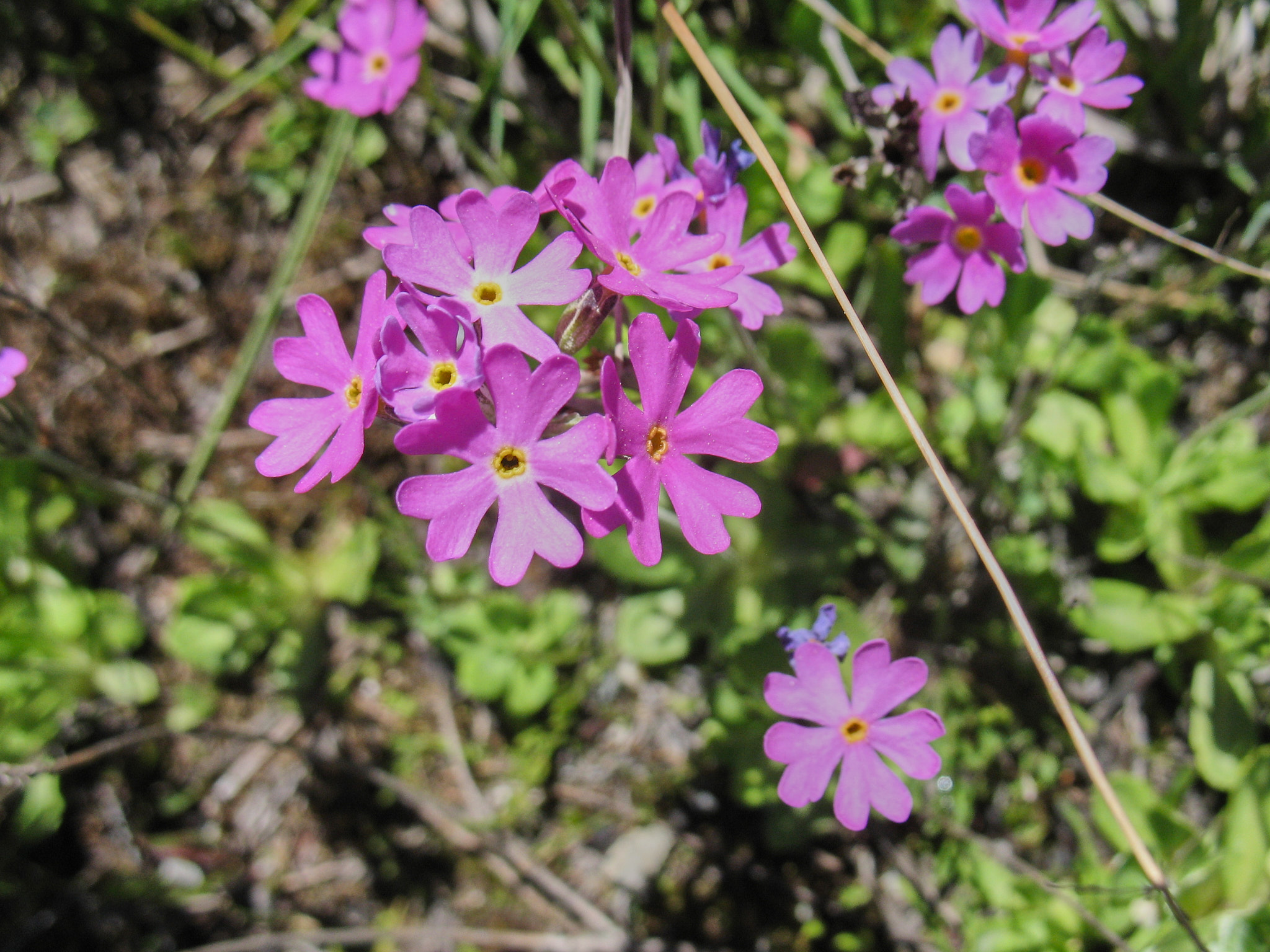 Majviva (<em>Primula farinosa</em>)