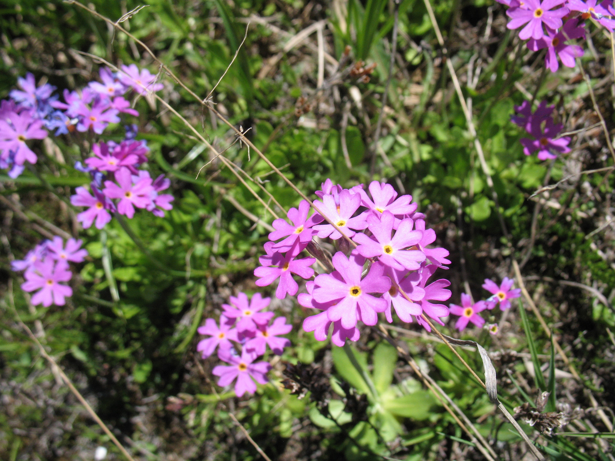 Majviva (<em>Primula farinosa</em>)