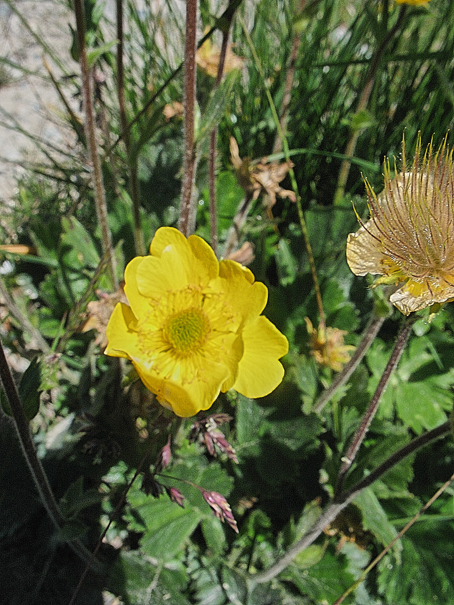 Bergnejlikrot (<em>Geum montanum</em>)