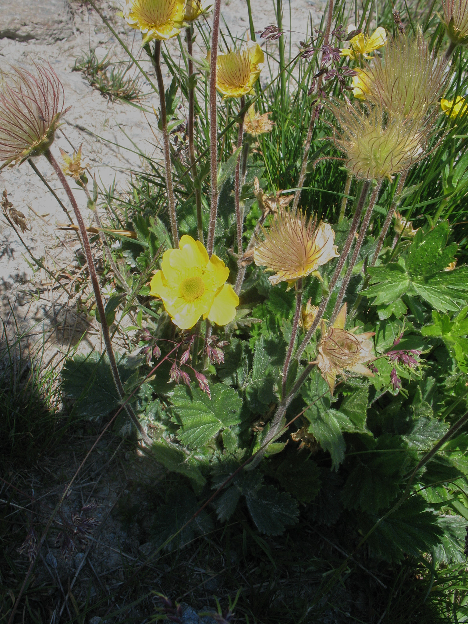 Bergnejlikrot (<em>Geum montanum</em>)