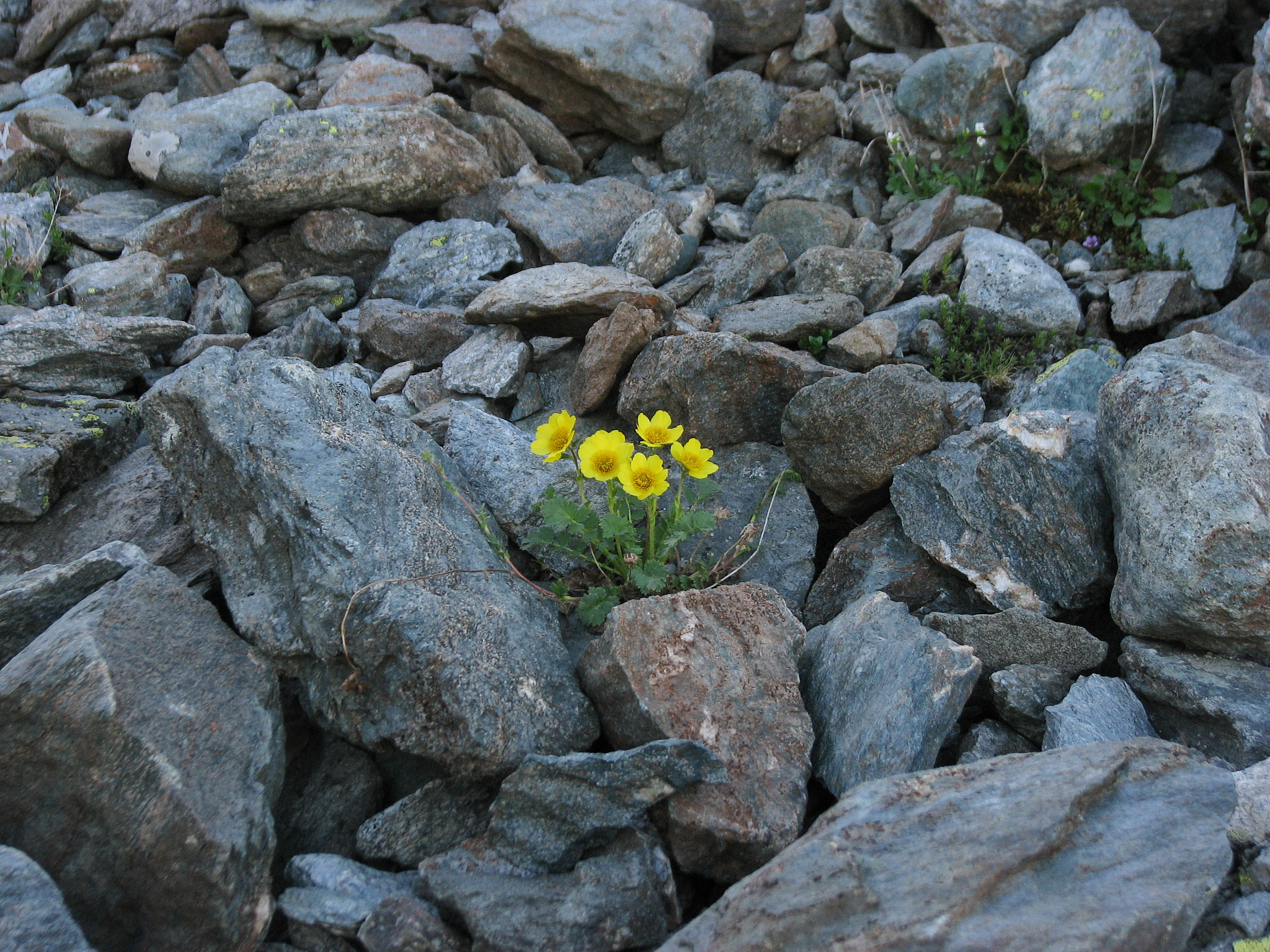 Revnejlikrot (<em>Geum reptans</em>)