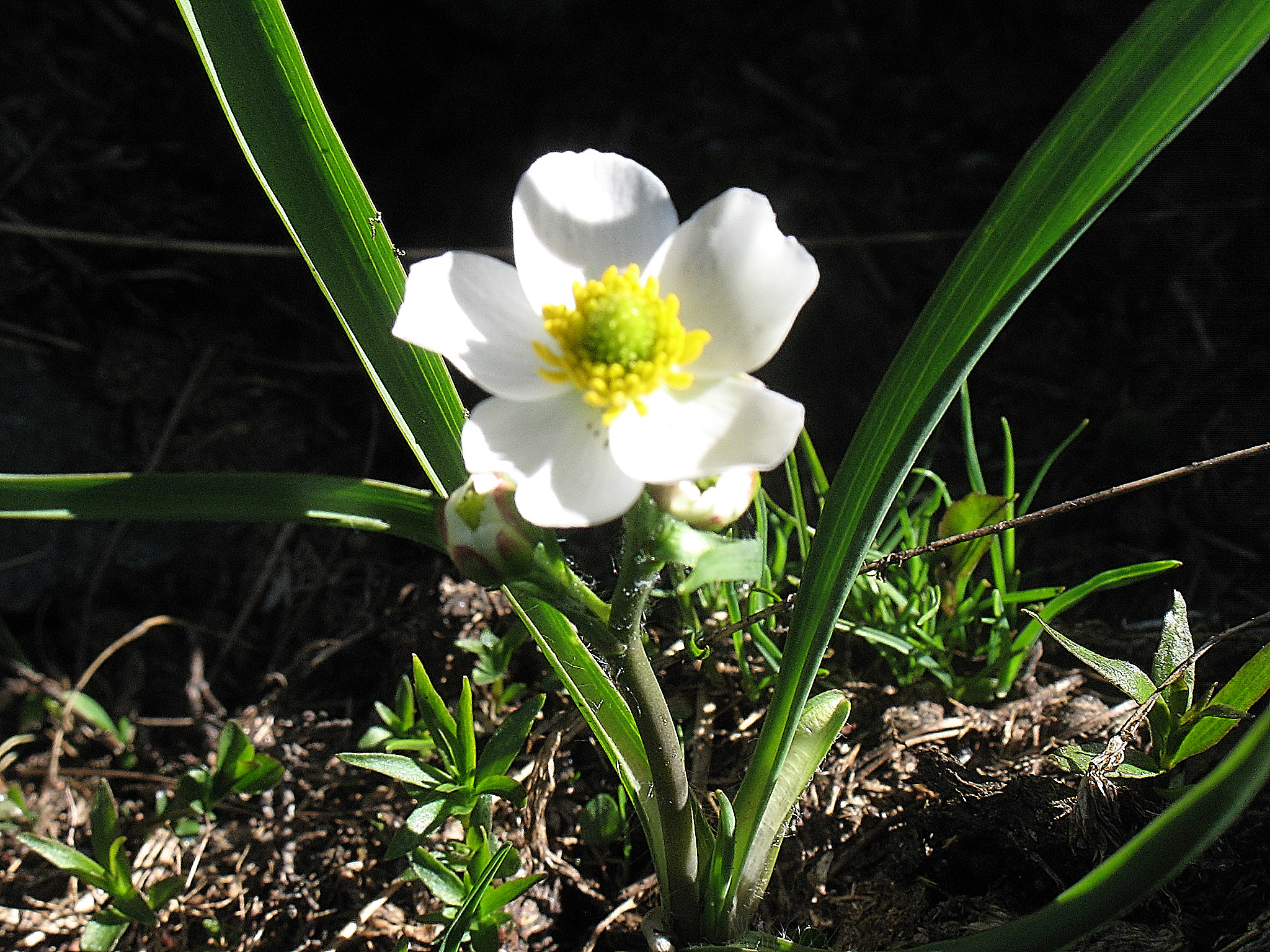 Bergranunkel (<em>Ranunculus pyrenaeus</em>)