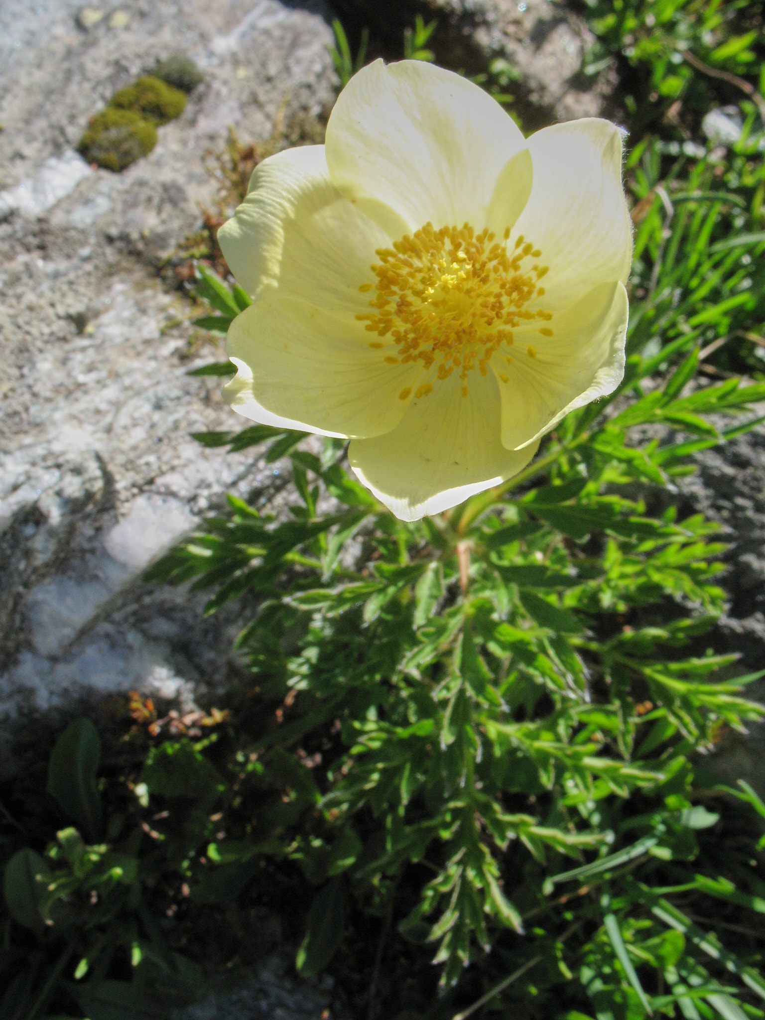 Alpsippa (<em>Pulsatilla alpina</em>)