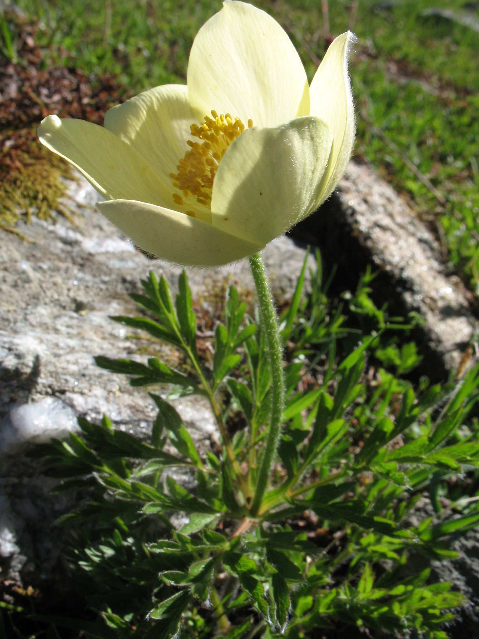 Alpsippa (<em>Pulsatilla alpina</em>)