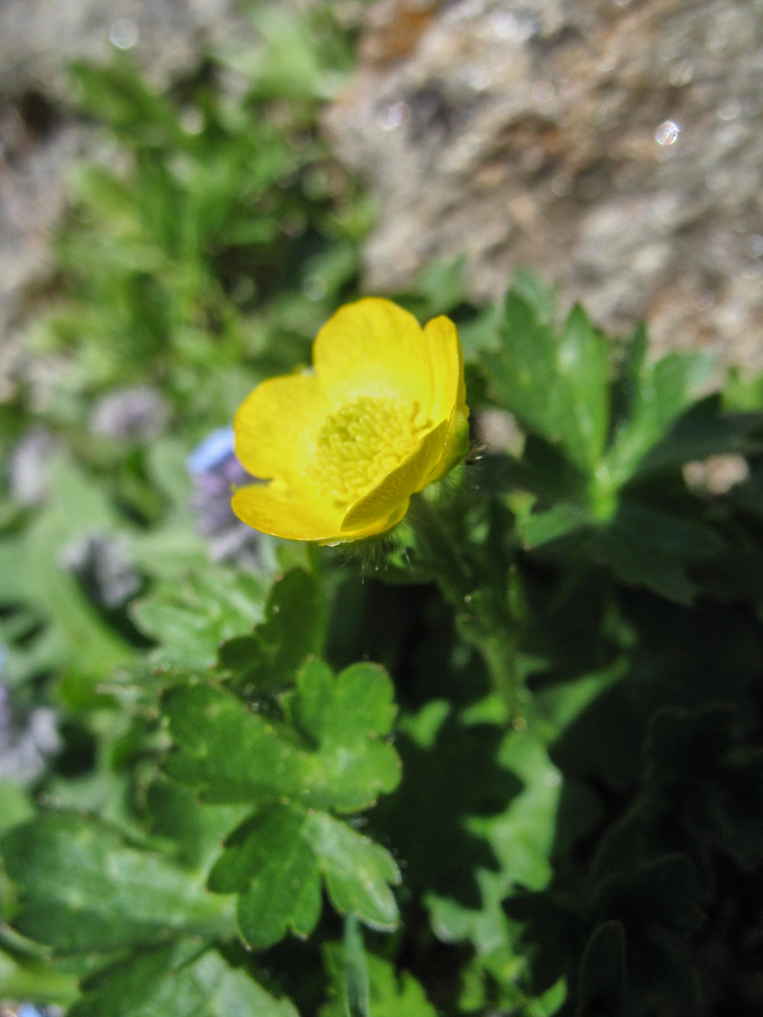 Fjällsmörblomma (<em>Ranunculus nivalis</em>)