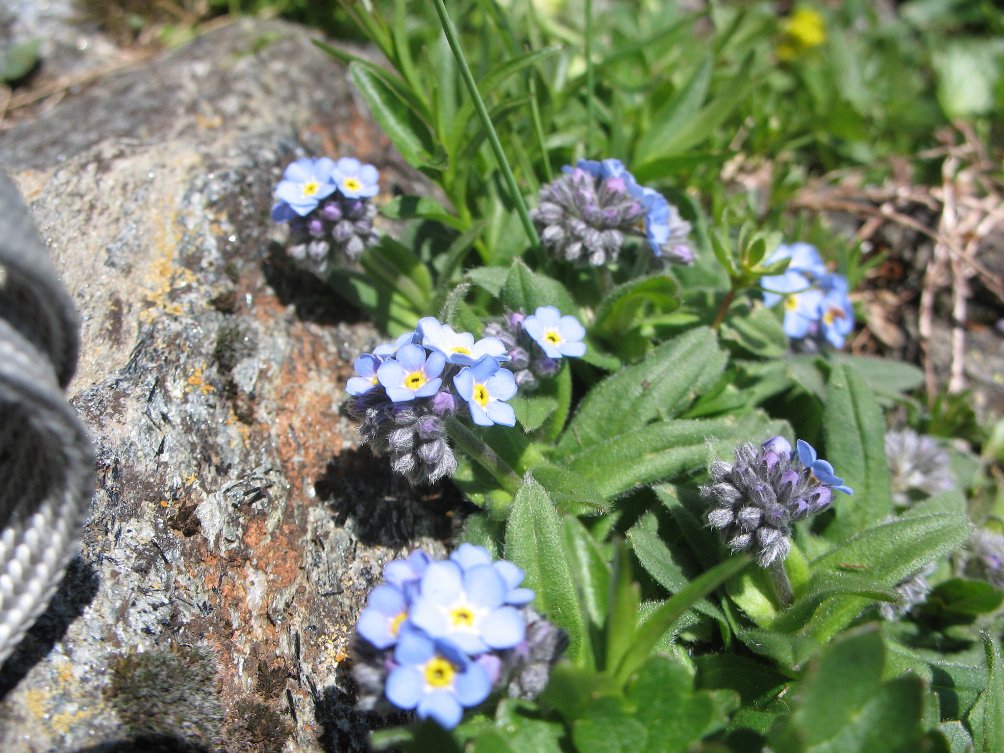 Alpförgätmigej (<em>Myosotis Alpestris</em>)