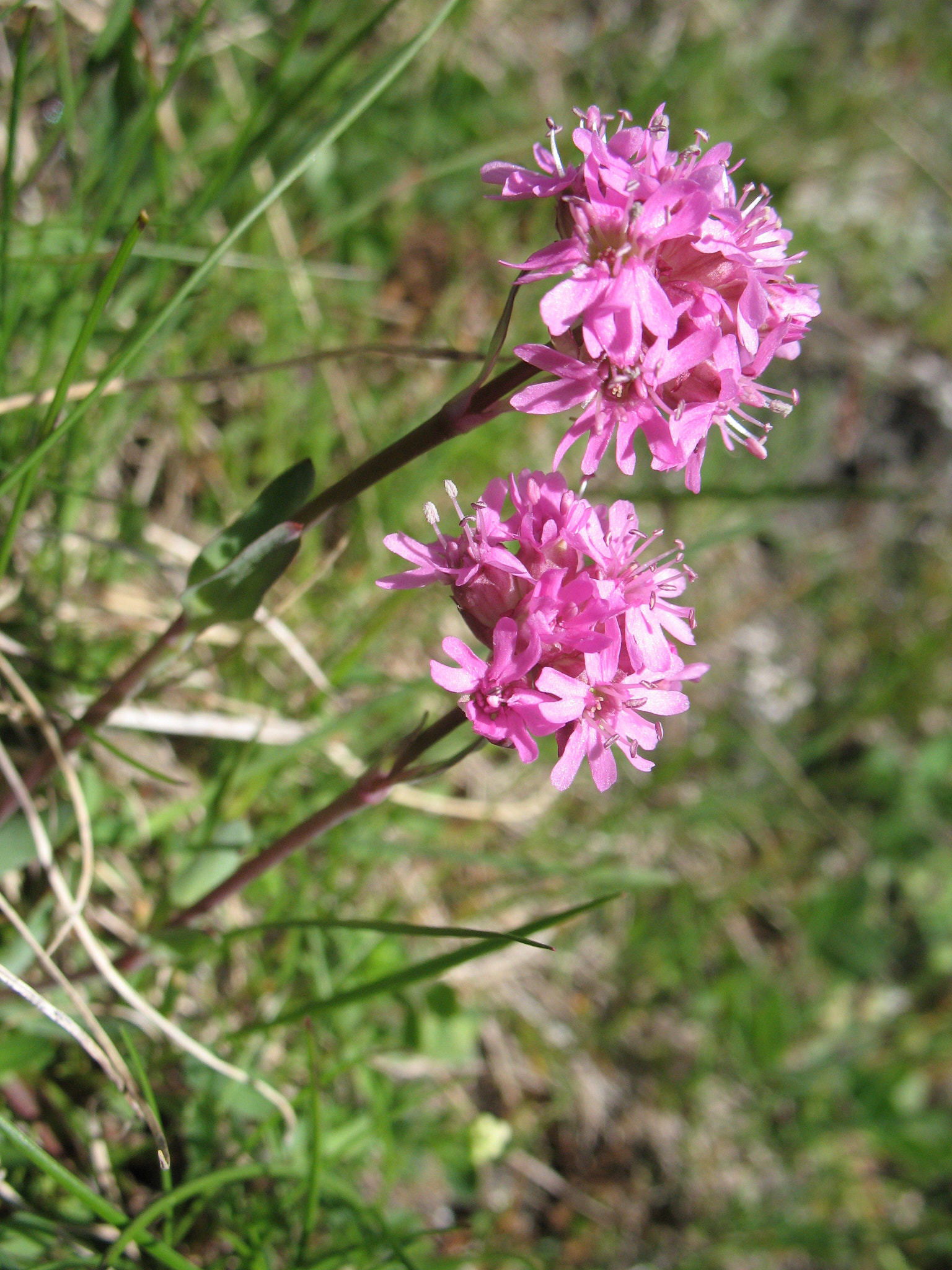 Fjällnejlika (<em>Lychnis alpina</em>)