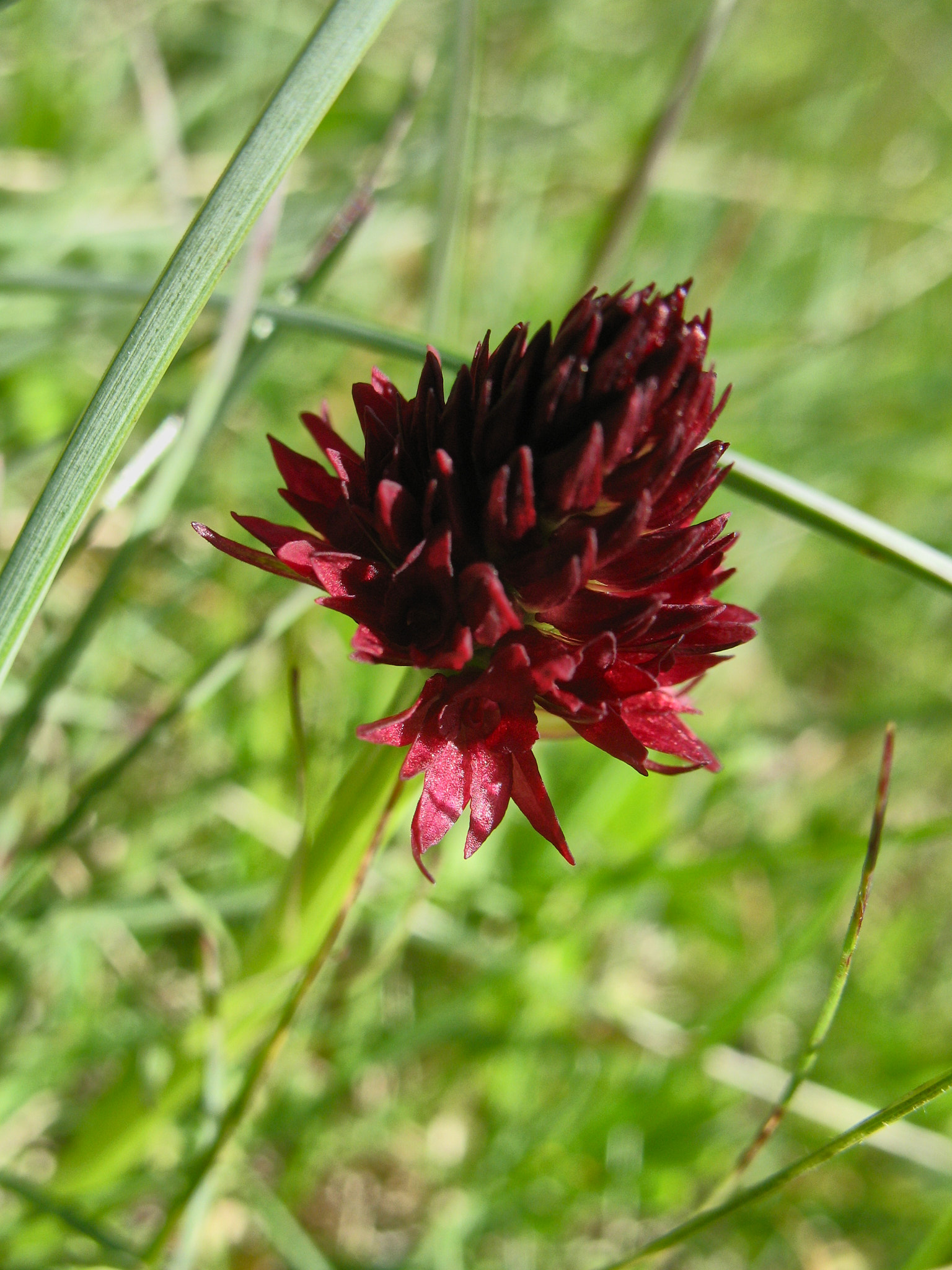 Brunkulla (<em>Gymnadenia nigra</em>)