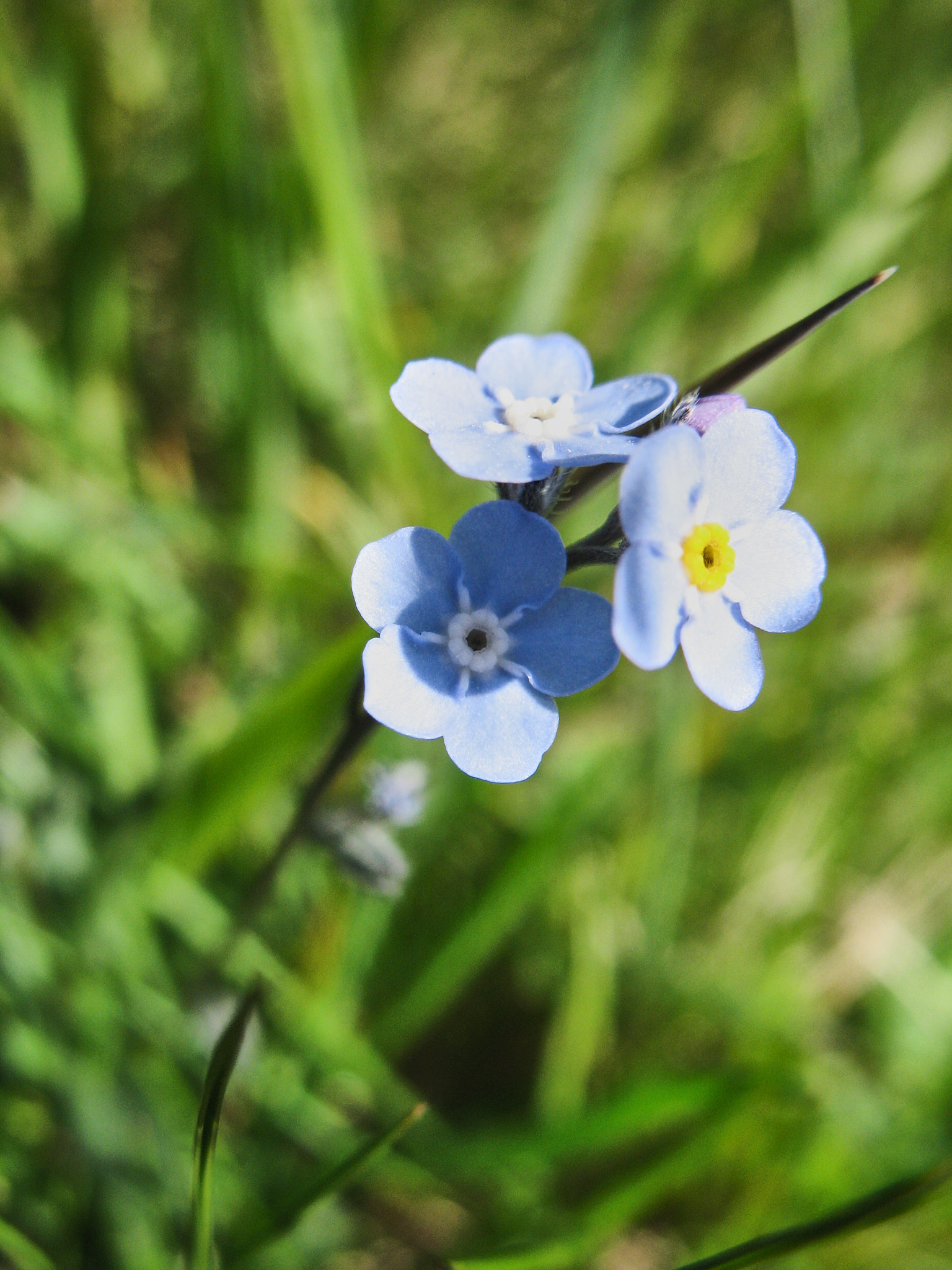 Alpförgätmigej (<em>Myosotis Alpestris</em>)