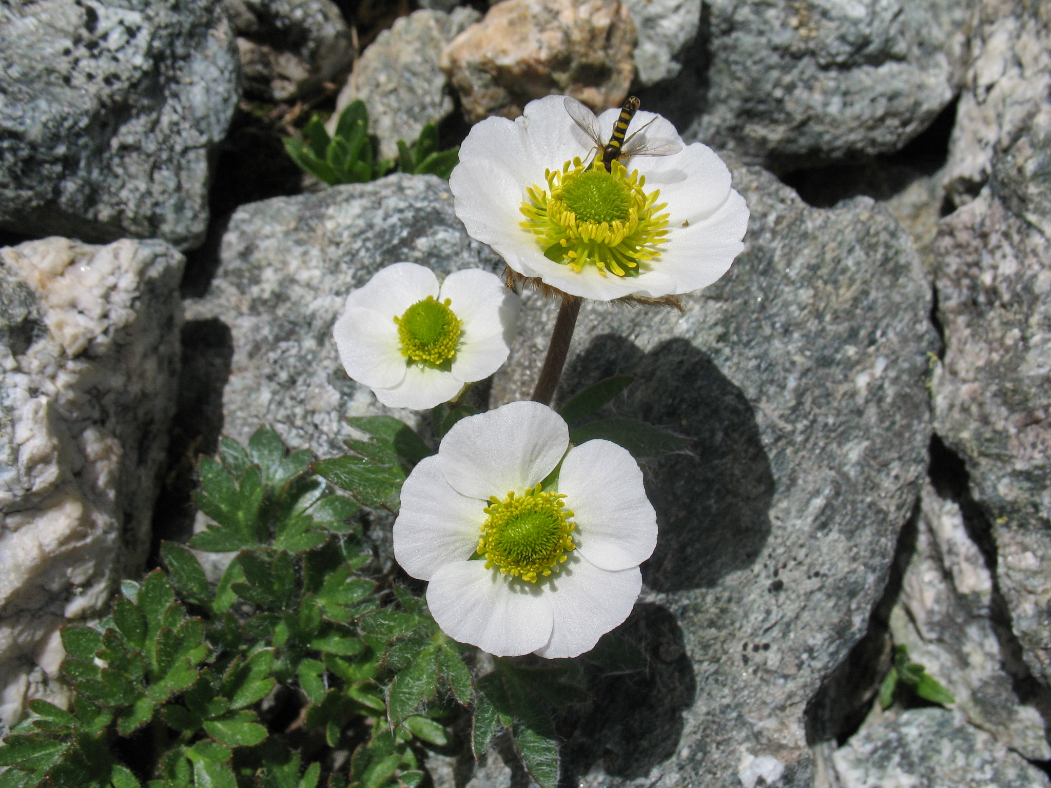 Isranunkel (<em>Ranunculus glacialis</em>)