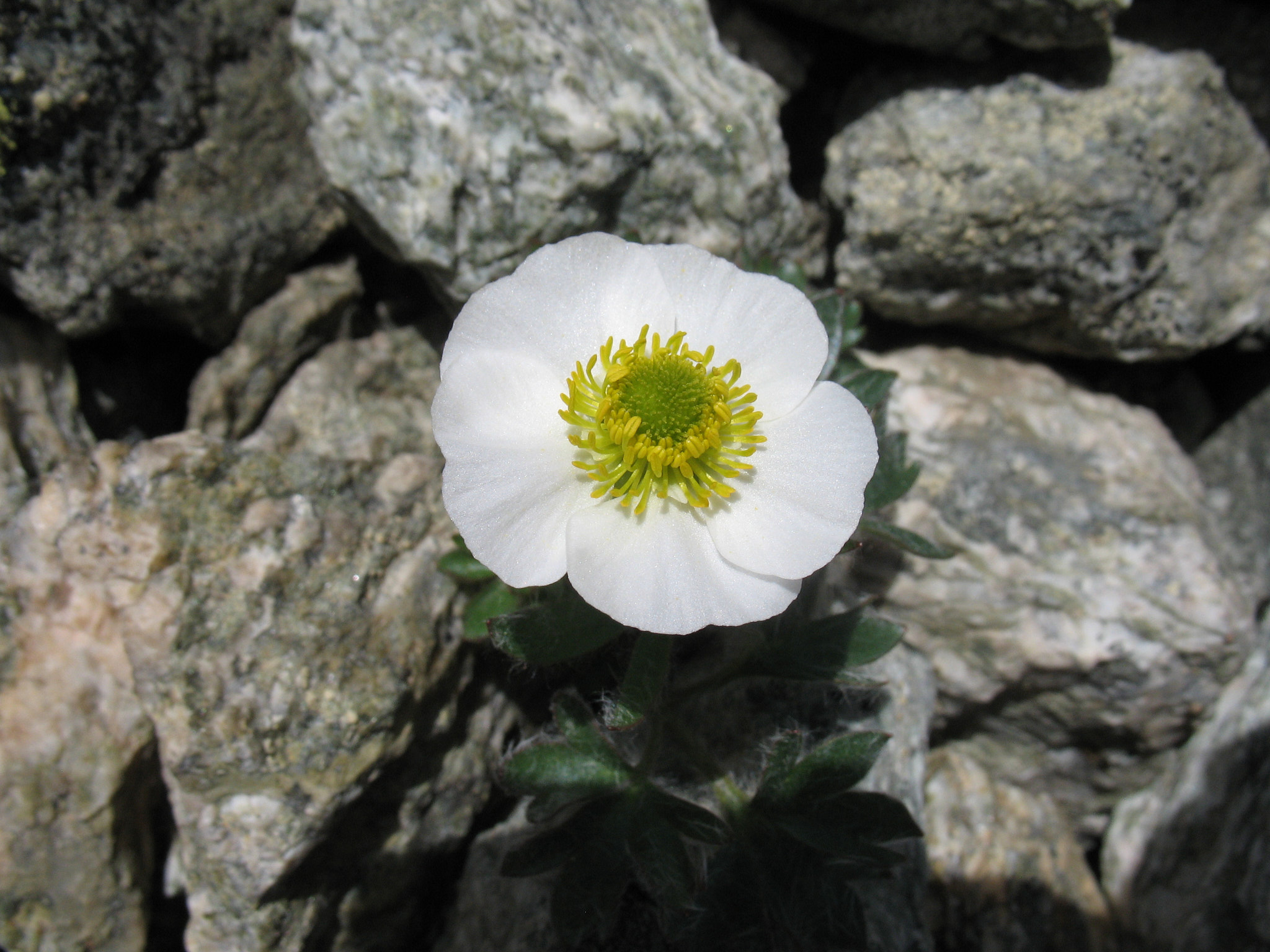 Isranunkel (<em>Ranunculus glacialis</em>)