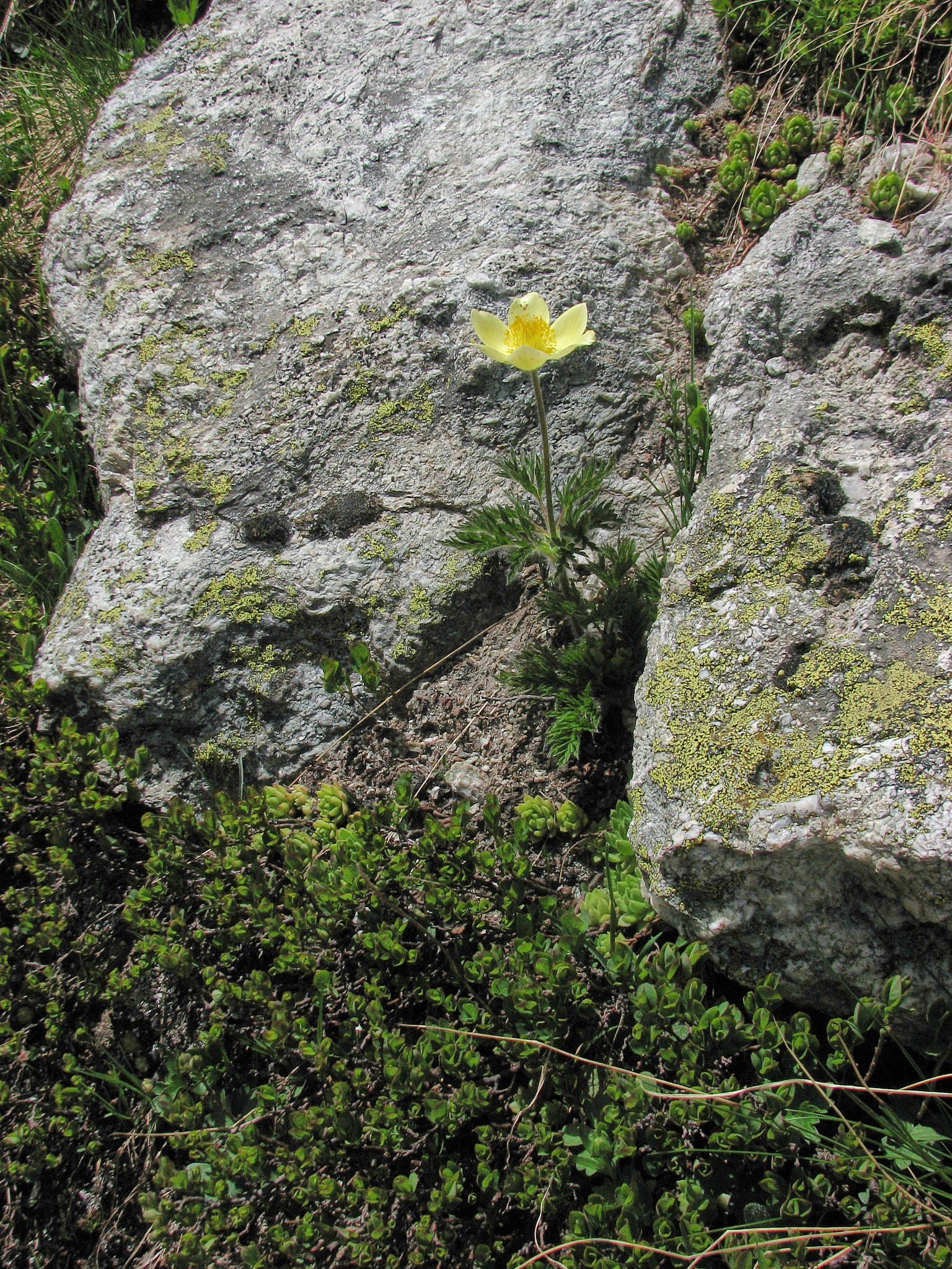 Gul alpsippa (<em>Pulsatilla alpina ssp. apiifolia</em>)