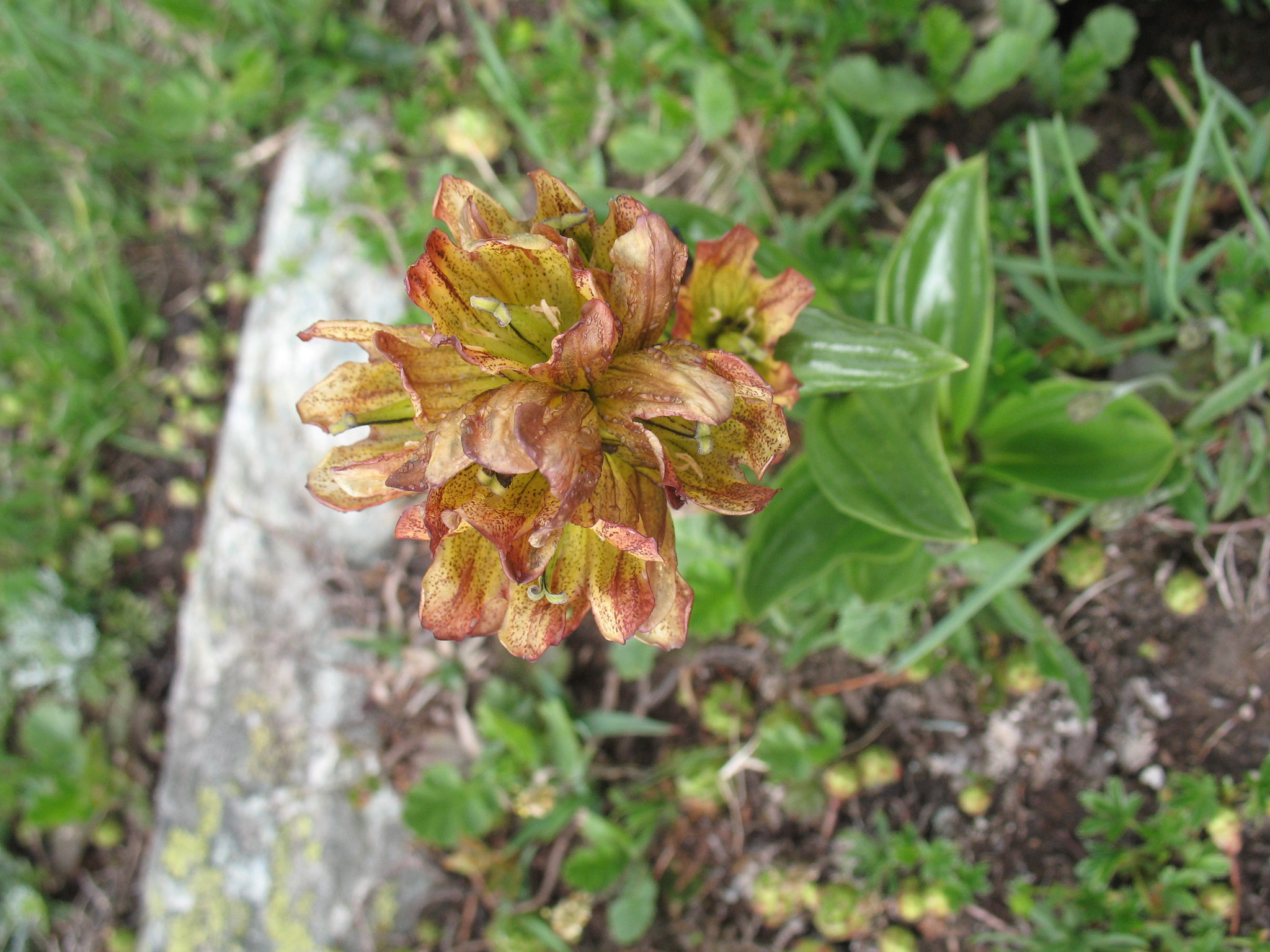 Prickgentiana (<em>Gentiana punctata</em>)