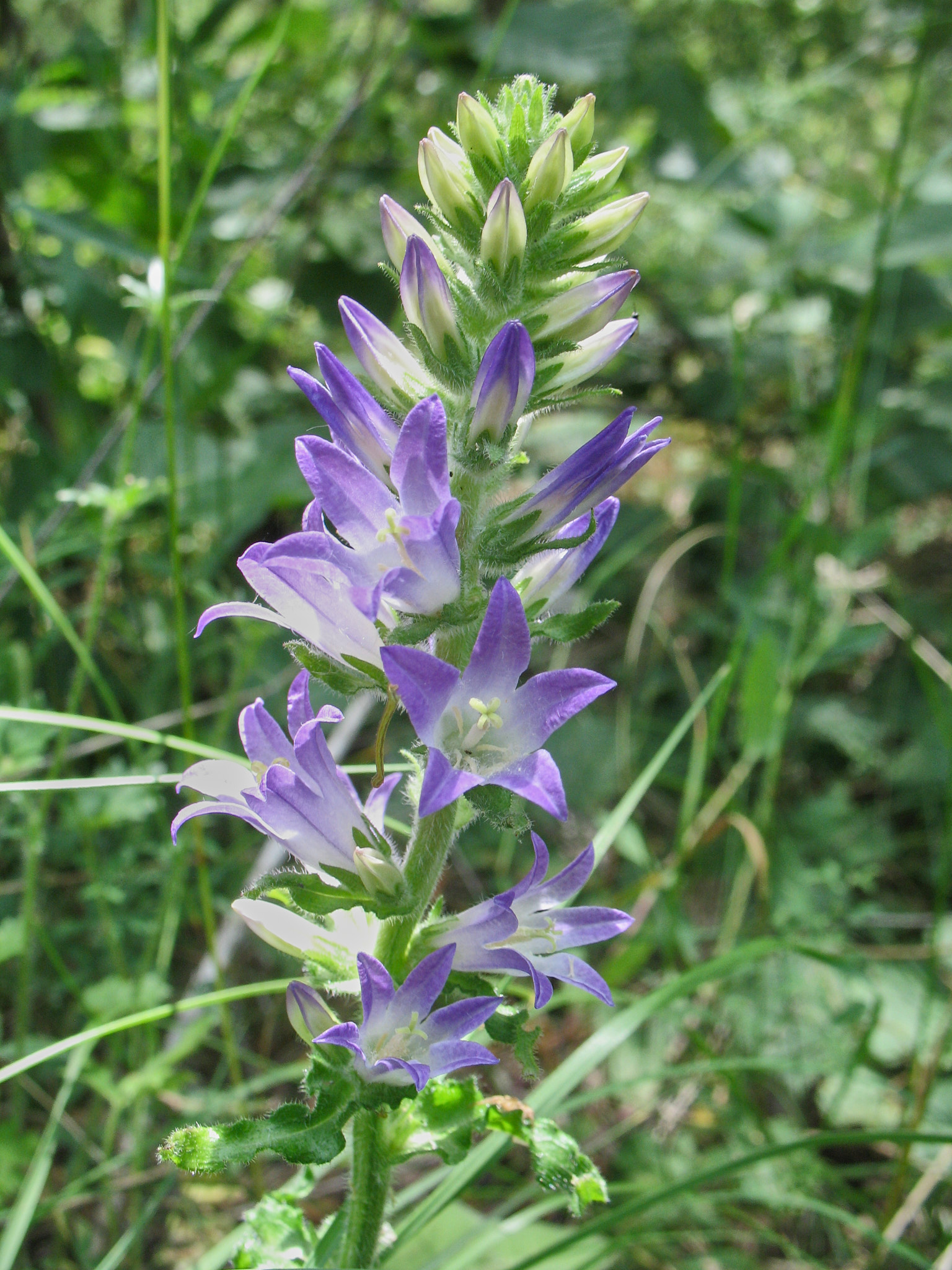 Axklocka (<em>Campanula spicata</em>)