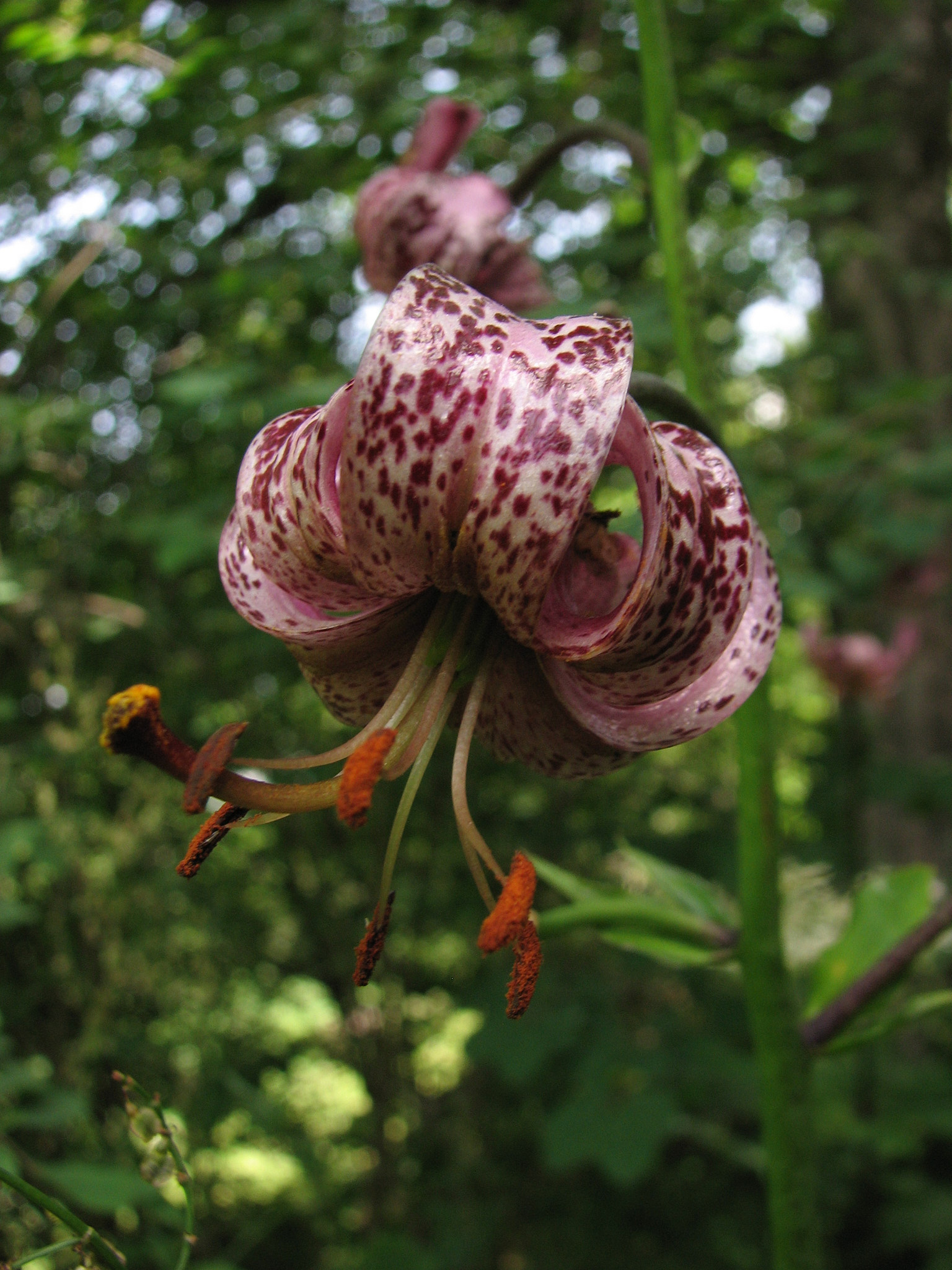 Krollilja (<em>Lilium martagon</em>)