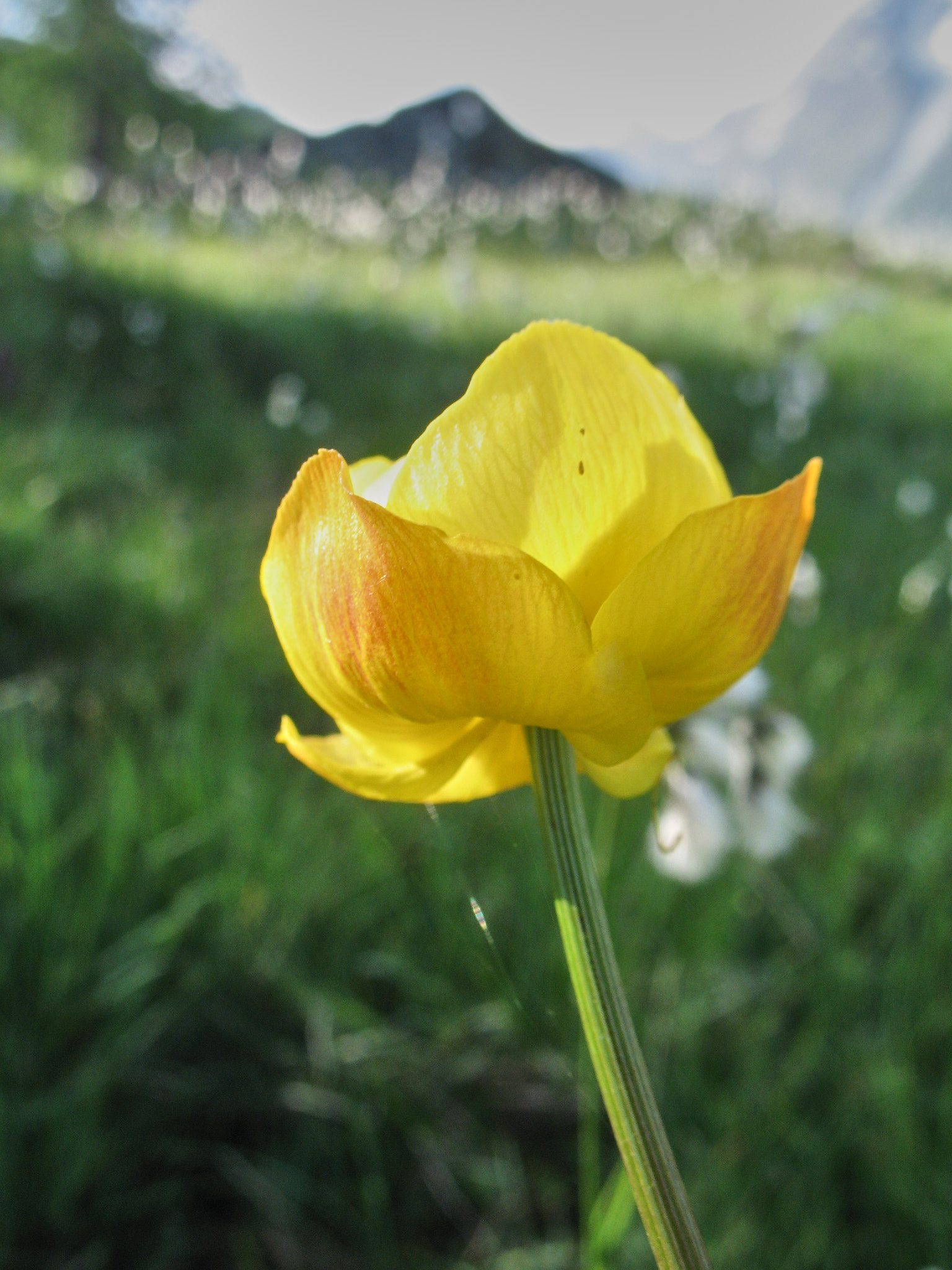 Smörboll (<em>Trollius europaeus</em>)