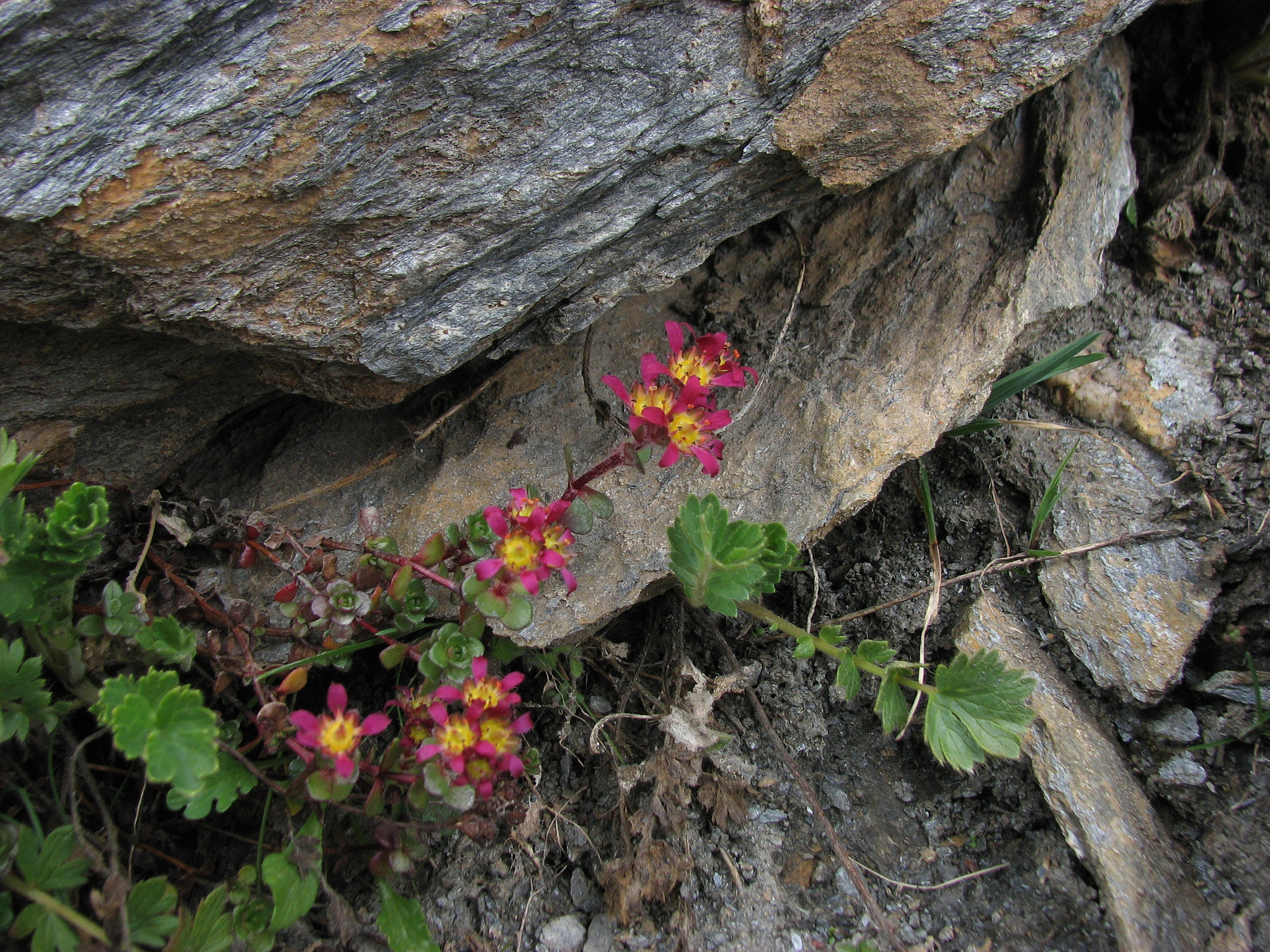 Tvillingbräcka (<em>Saxifraga biflora</em>)