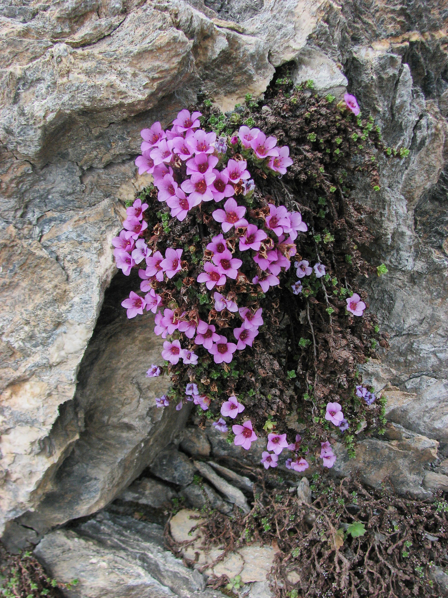 Purpurbräcka (<em>Saxifraga oppositifolia</em>)