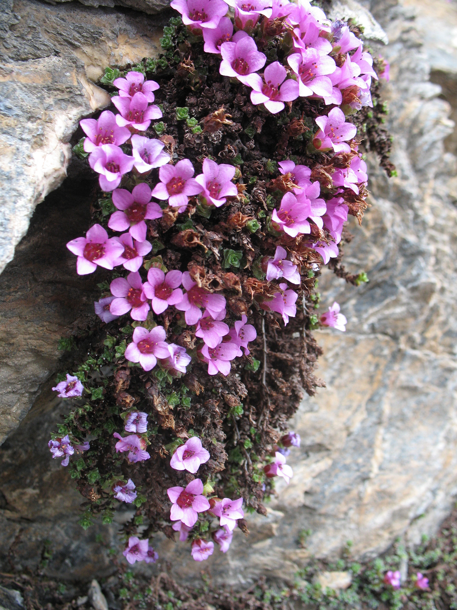 Purpurbräcka (<em>Saxifraga oppositifolia</em>)