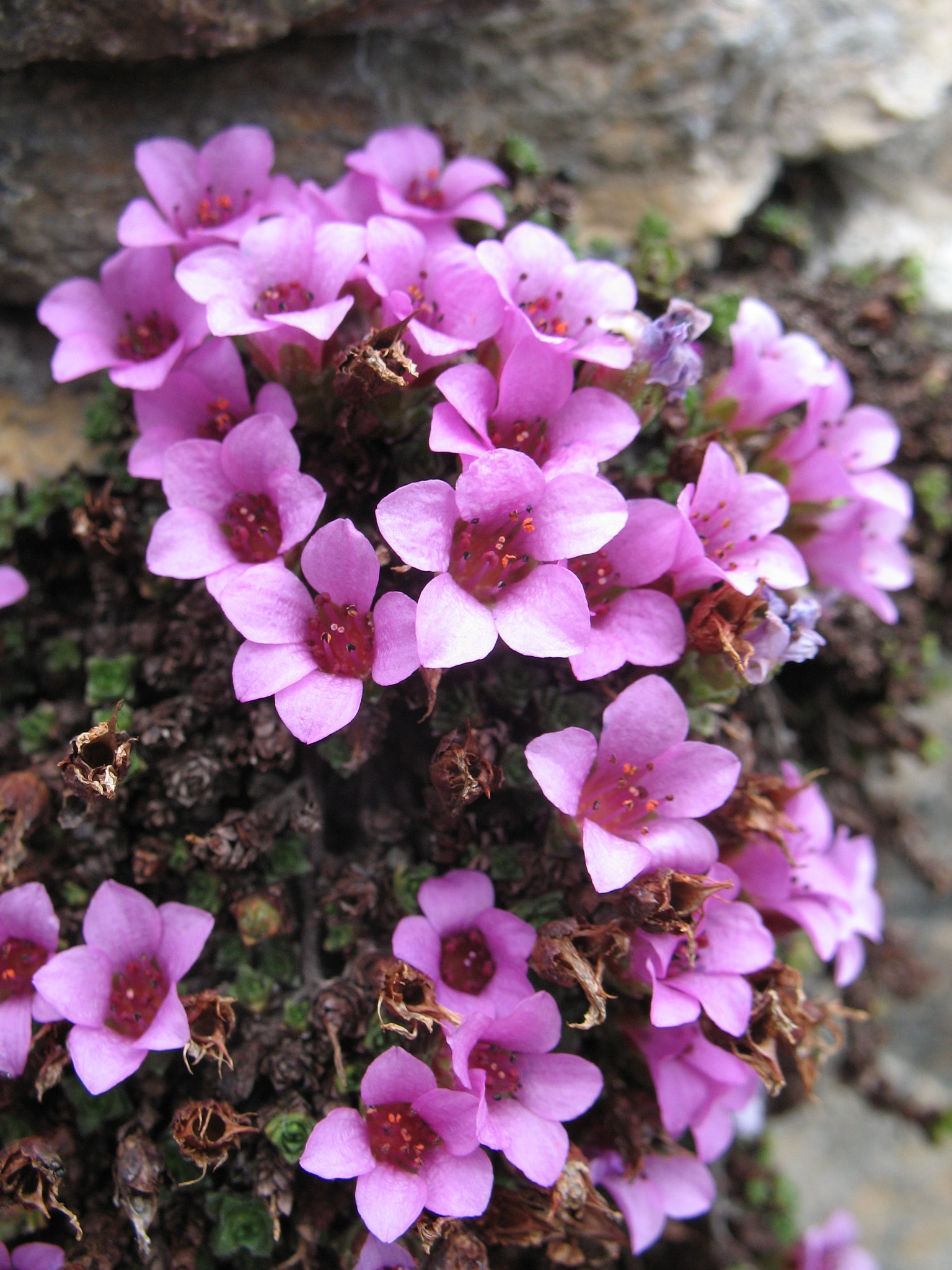 Purpurbräcka (<em>Saxifraga oppositifolia</em>)