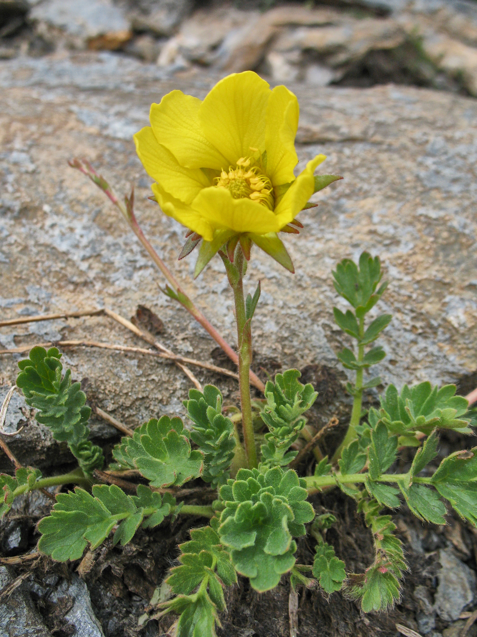 Revnejlikrot (<em>Geum reptans</em>)