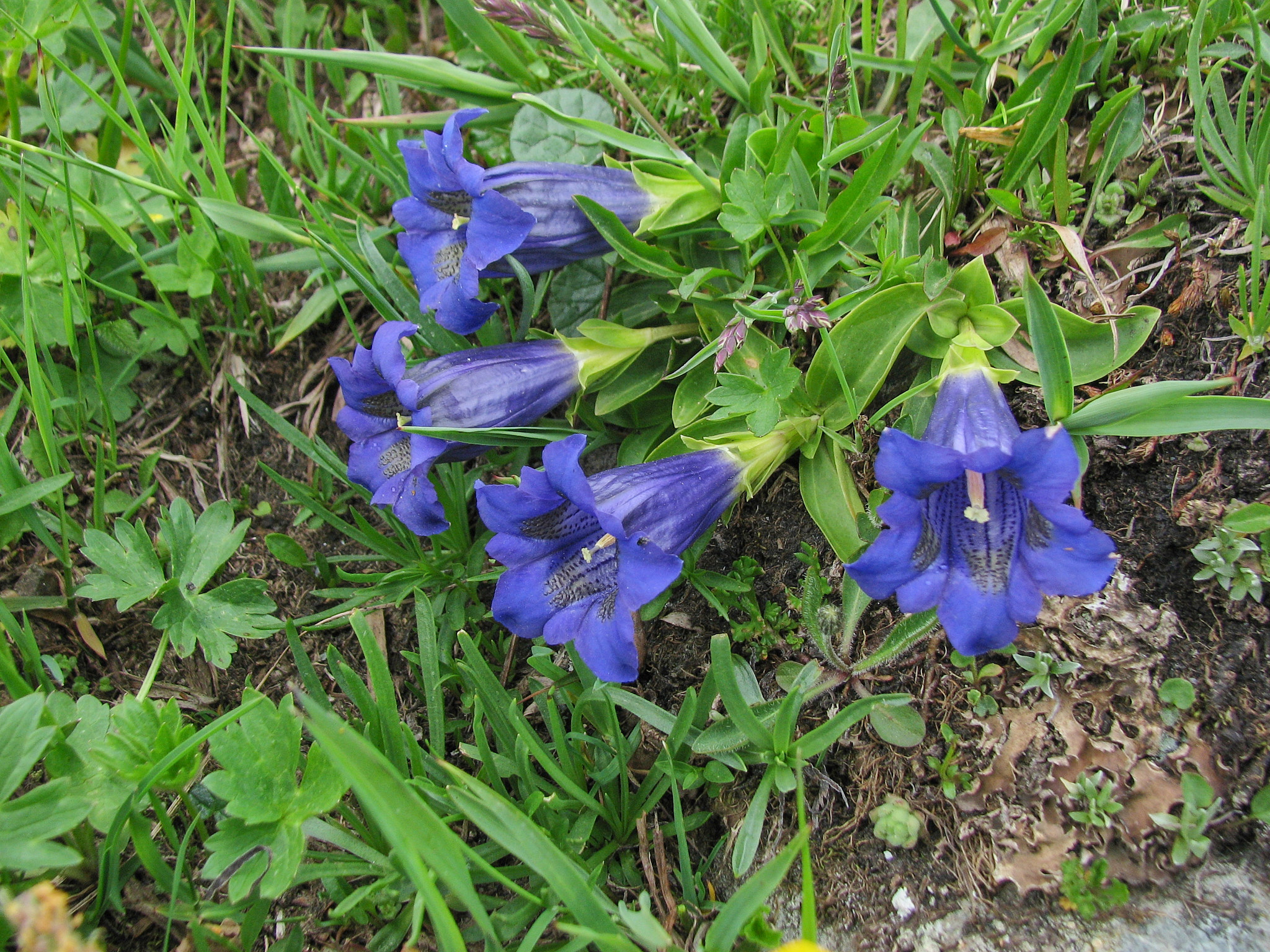 Alpgentiana (<em>Gentiana acaulis</em>)