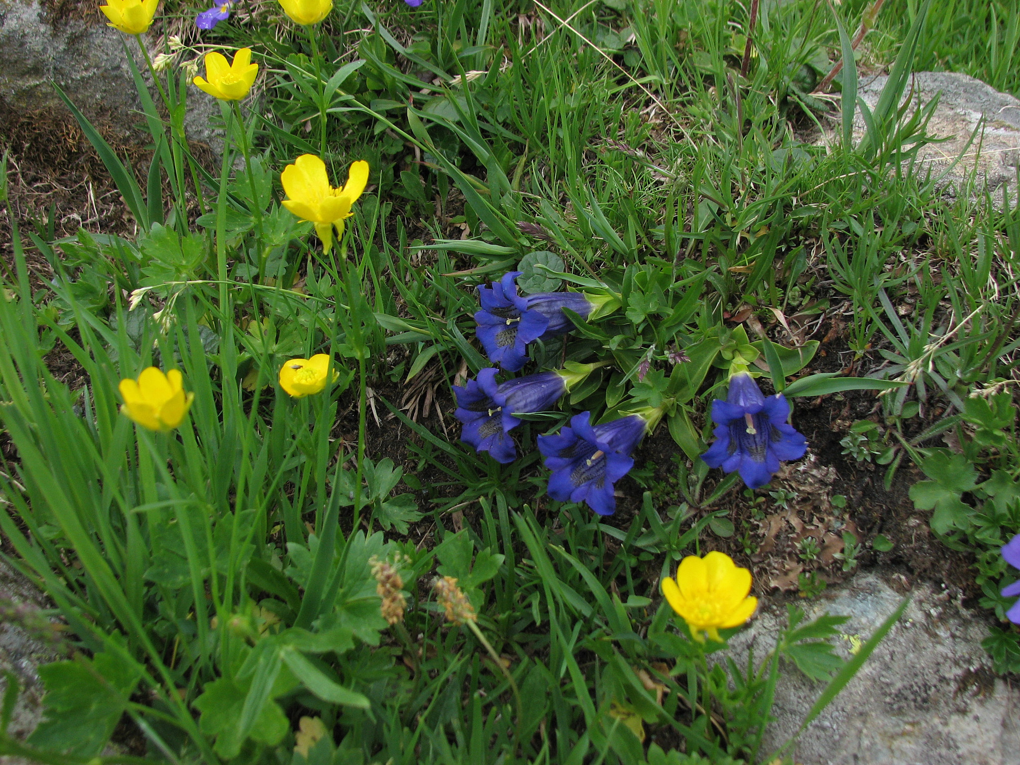 Alpgentiana (<em>Gentiana acaulis</em>)