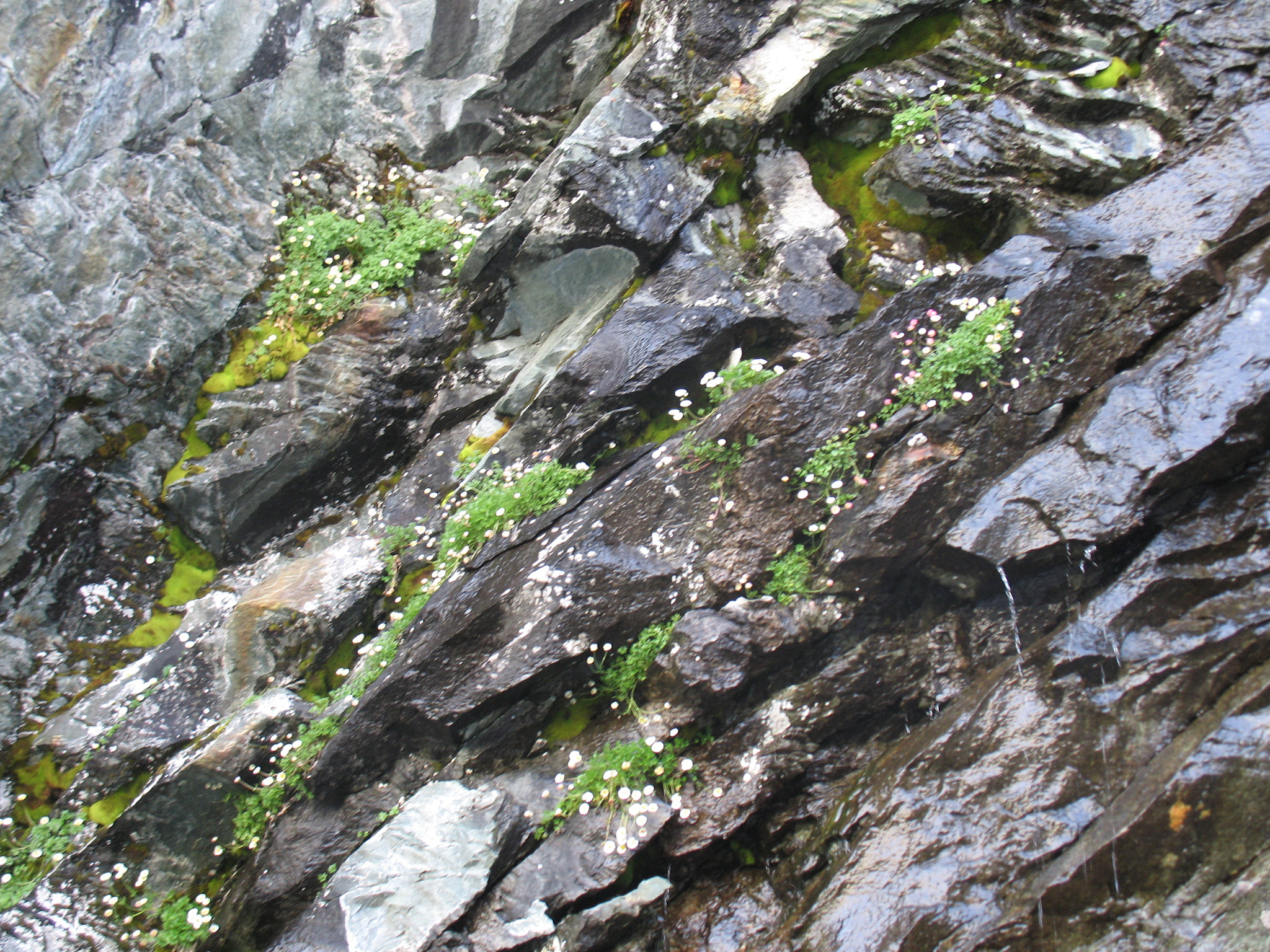 Isranunkel (<em>Ranunculus glacialis</em>)