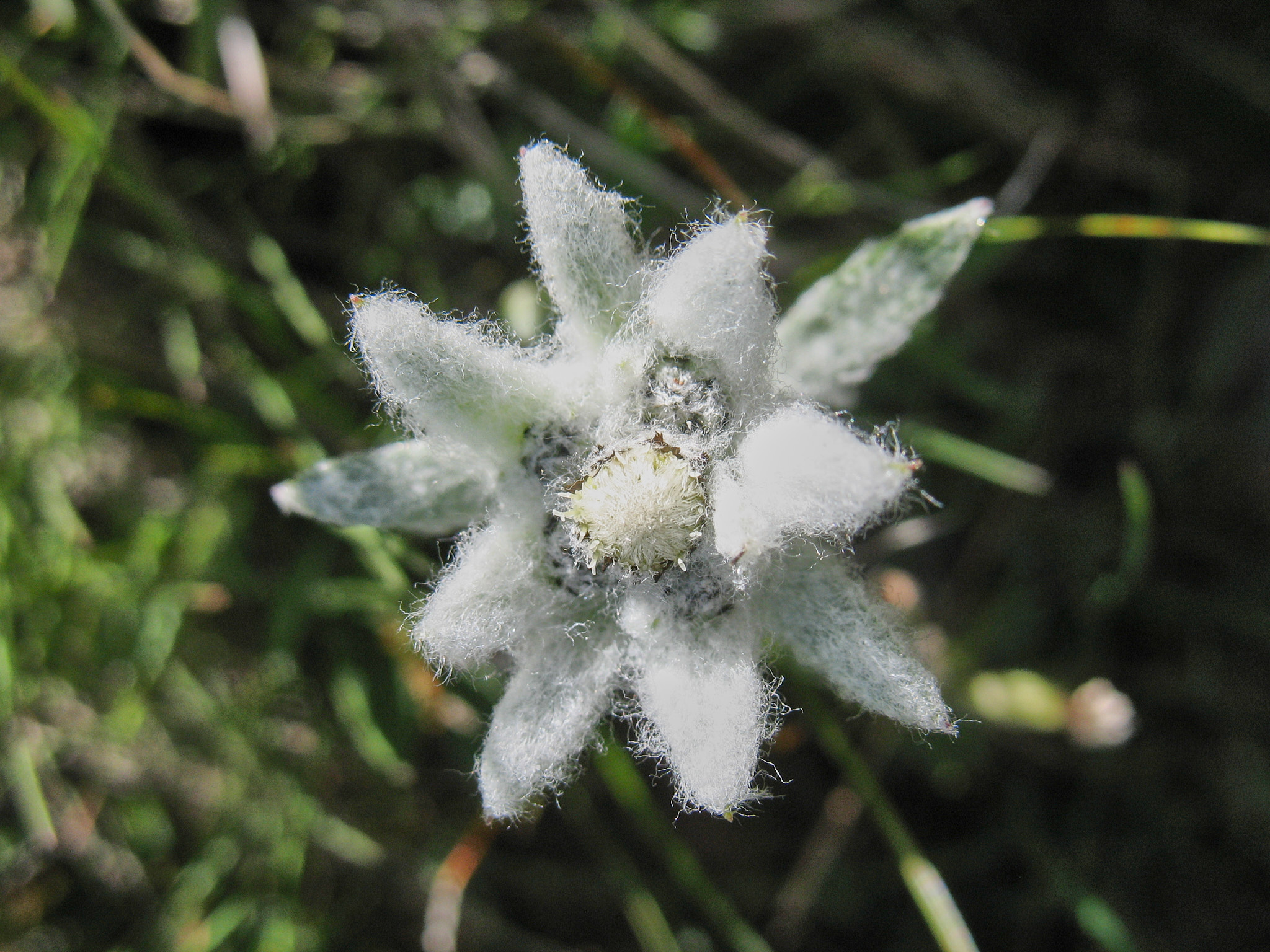 Edelweiss (<em>Leontopodium alpinum</em>)