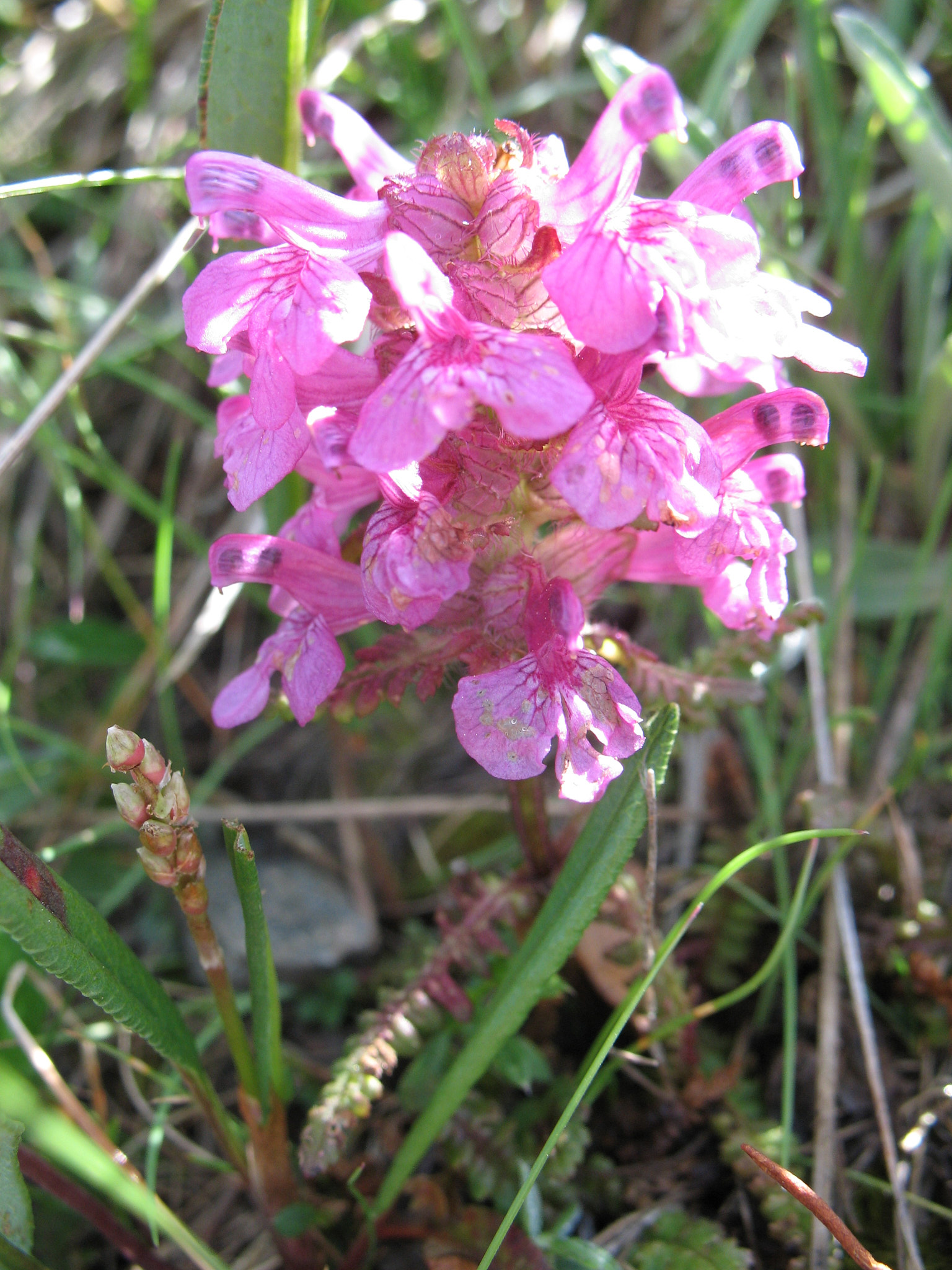 <em>Pedicularis verticillata</em>