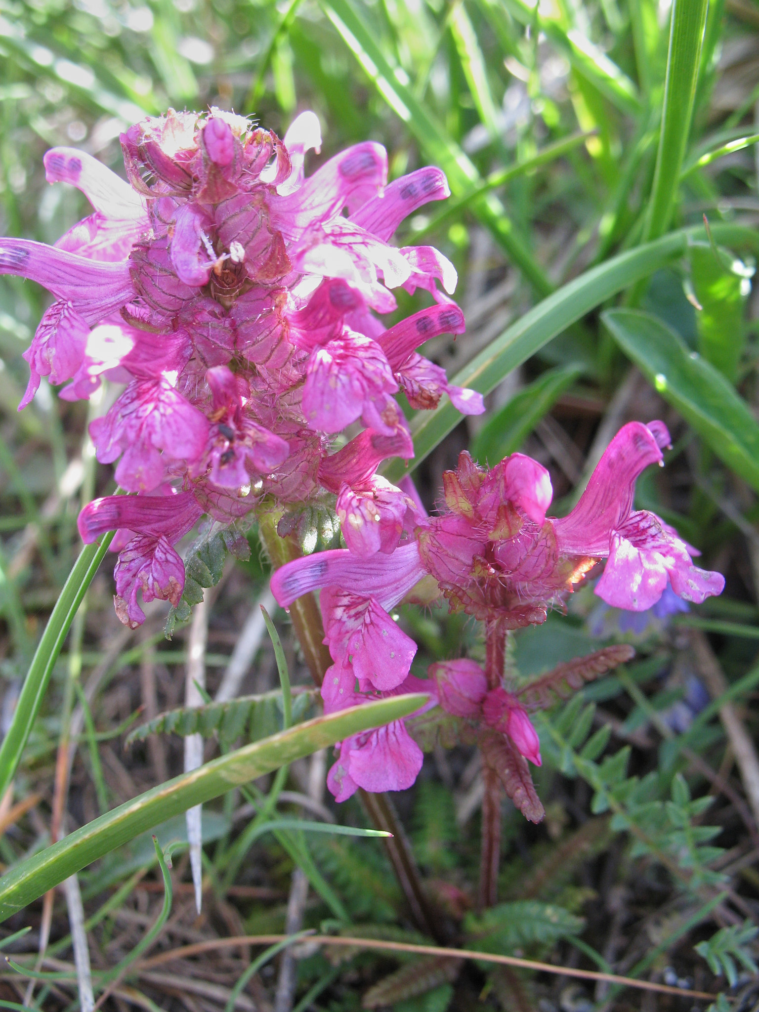 <em>Pedicularis verticillata</em>