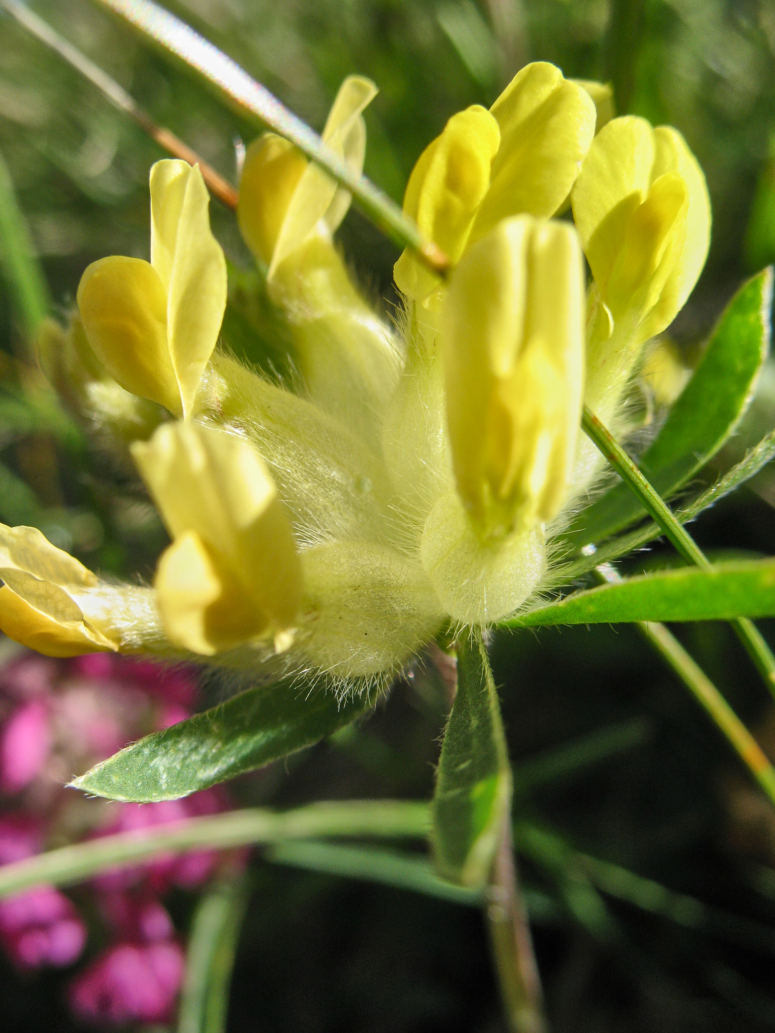 Getväppling (<em>Anthyllis vulneraria</em>)