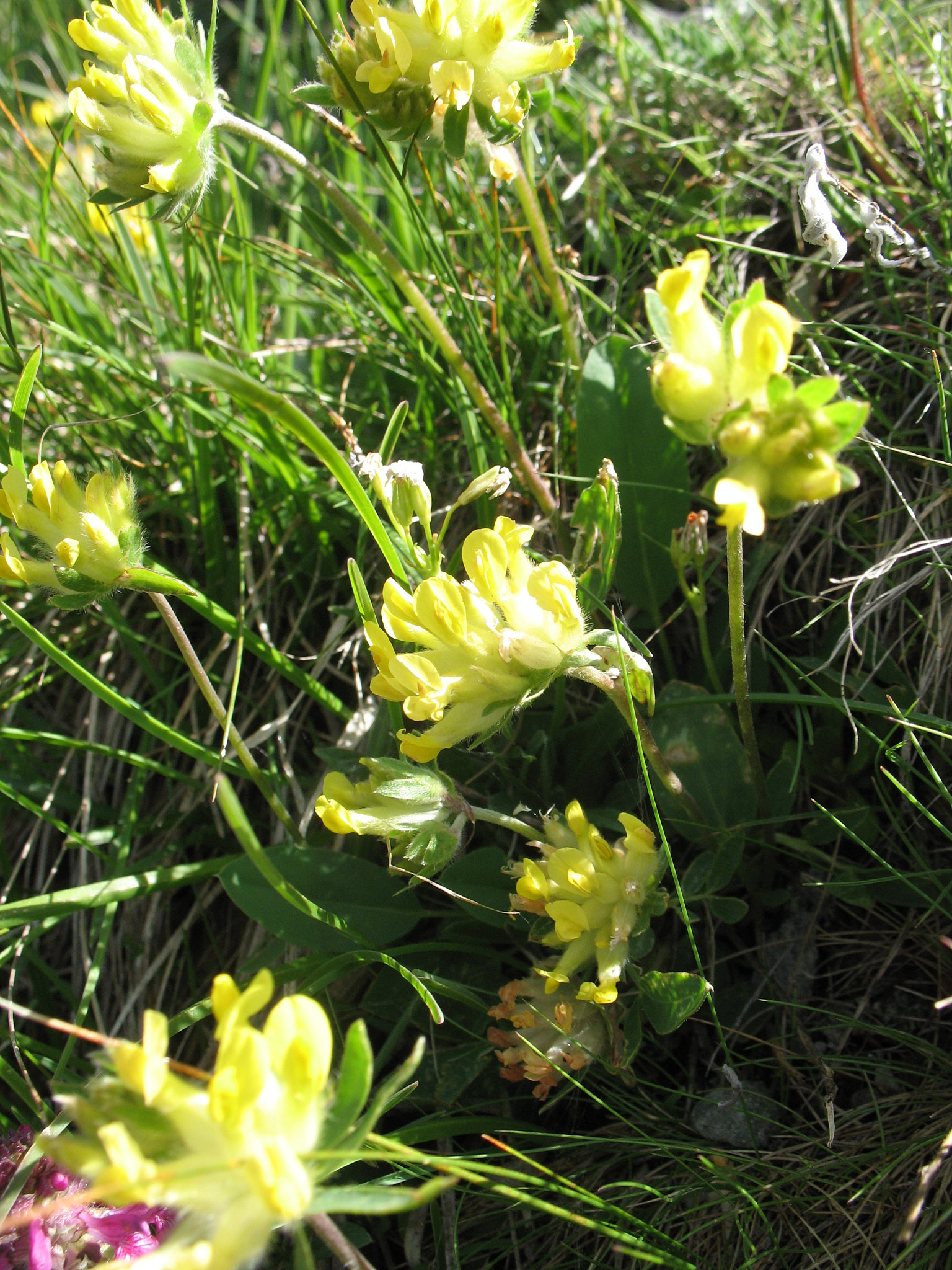 Getväppling (<em>Anthyllis vulneraria</em>)