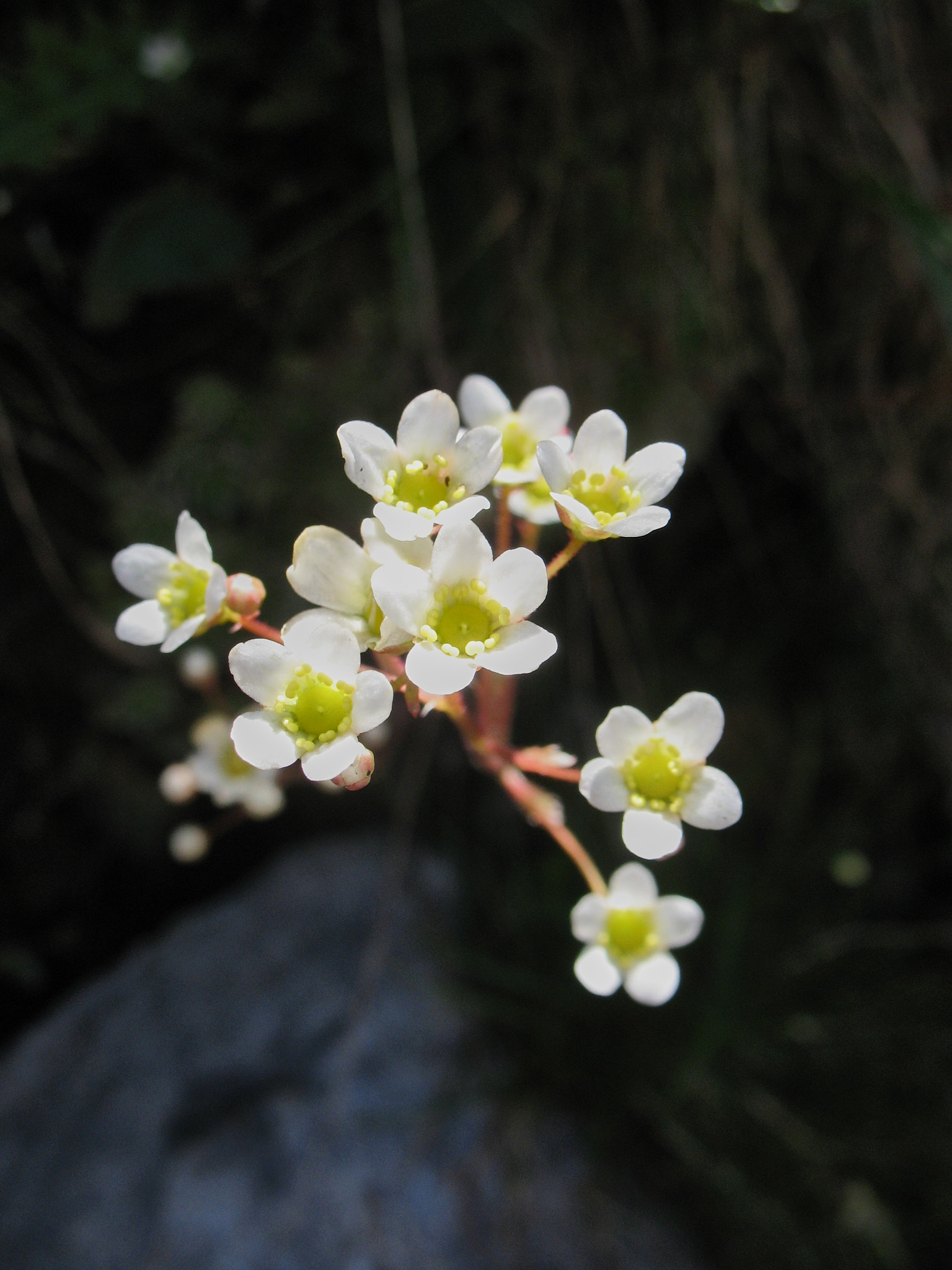 Silverbräcka (<em>Saxifraga paniculata</em>)